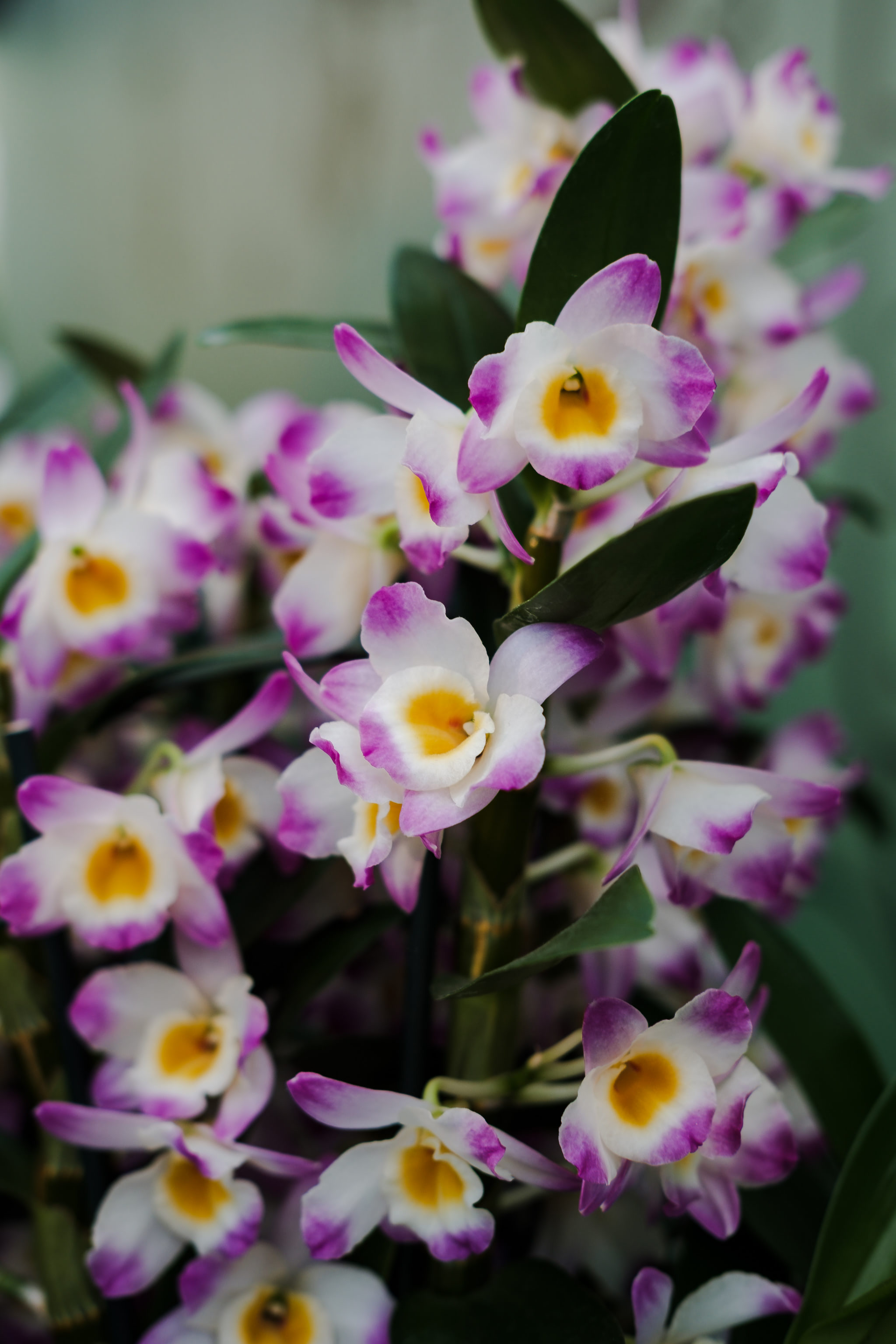 Close-up of Dendrobium orchids. Flowers are white with purple edges and yellow centers, green leaves, and a soft background.