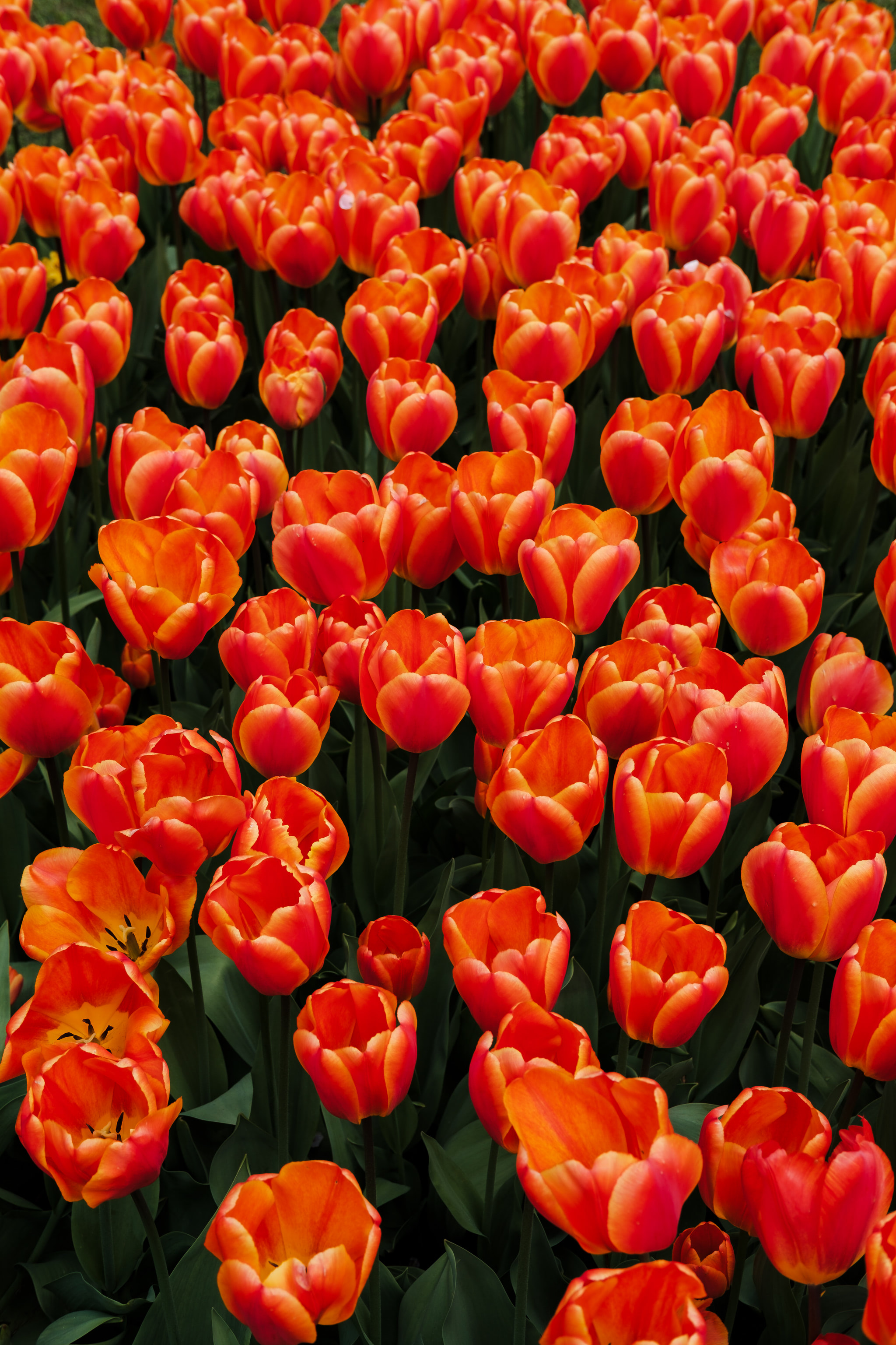 Field of vibrant orange tulips in full bloom, closely arranged with green foliage. The flowers are a mix of open and closed.