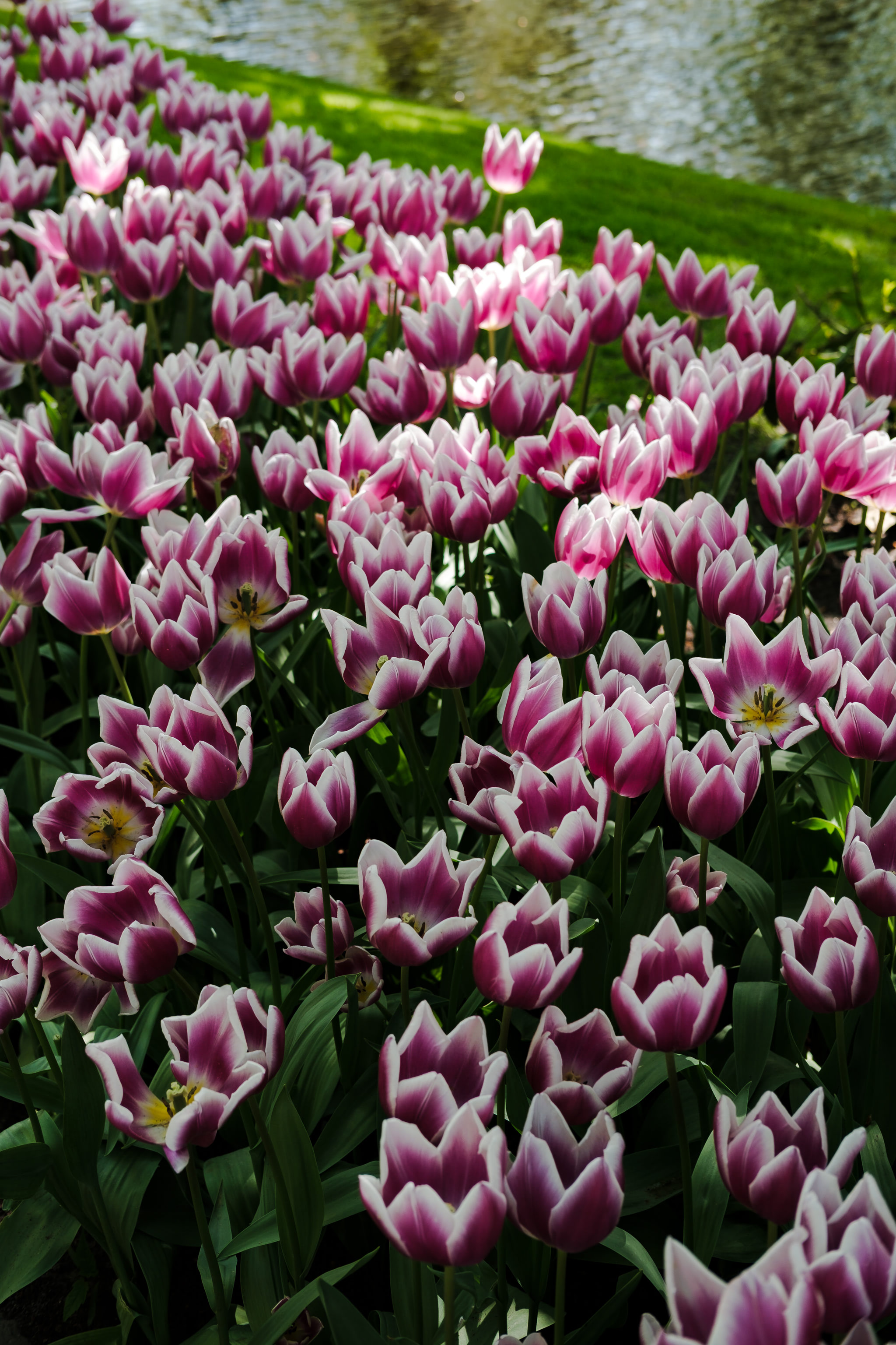 Field of purple and white tulips in full bloom, some are in focus and some are not, with greenery and water in the background.