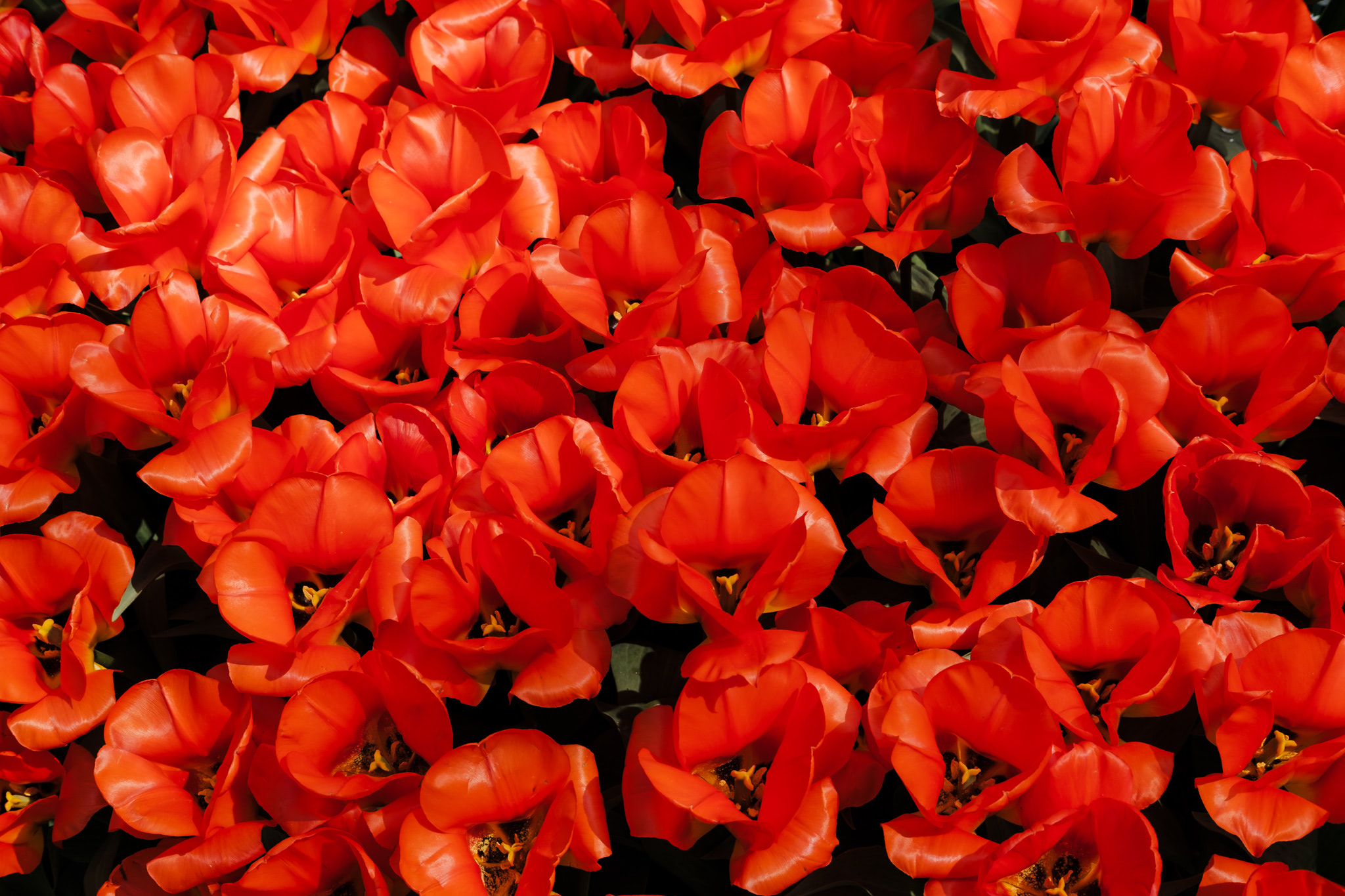 Close-up of tightly packed red tulips.