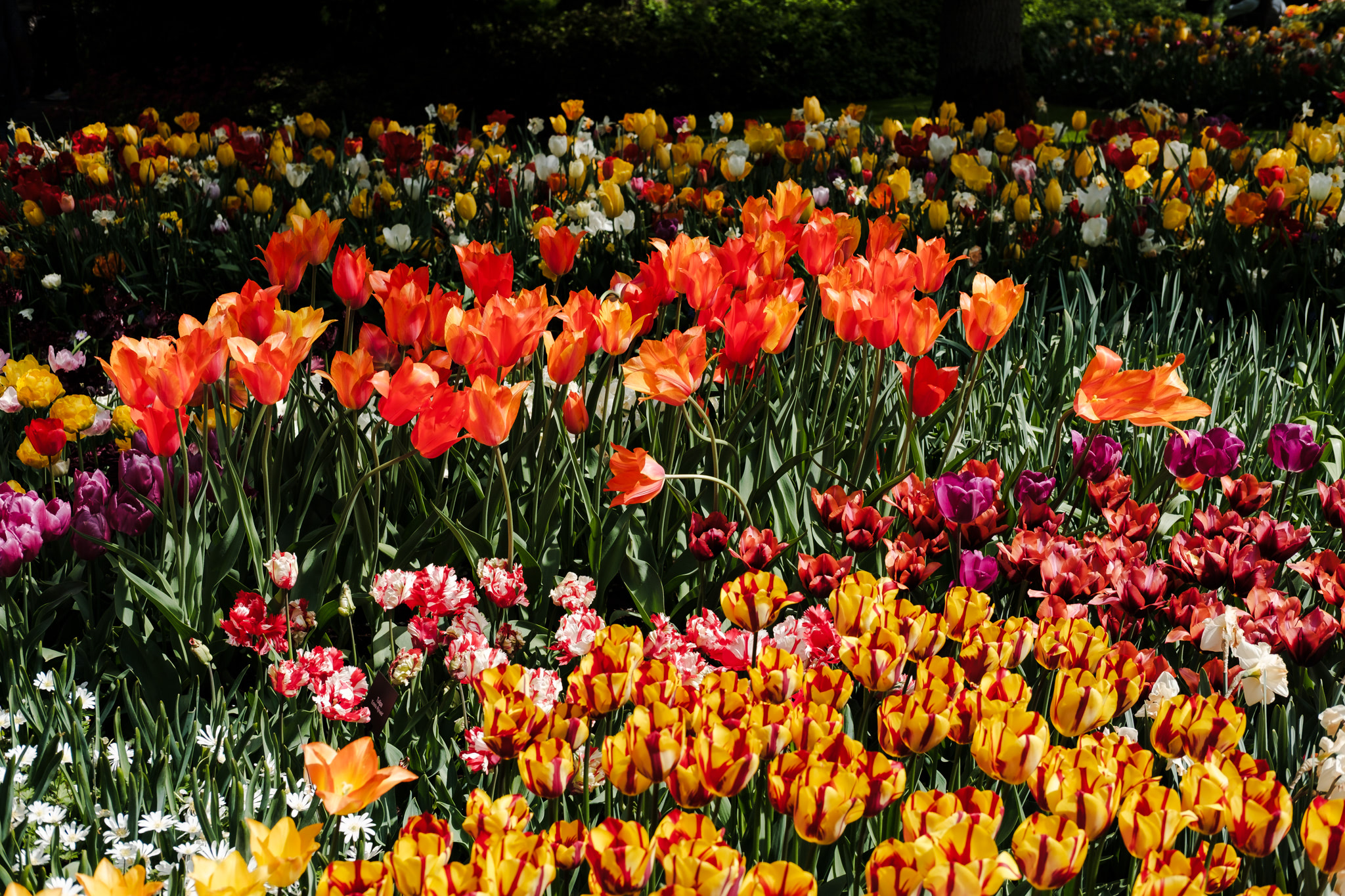 Field of colorful tulips.