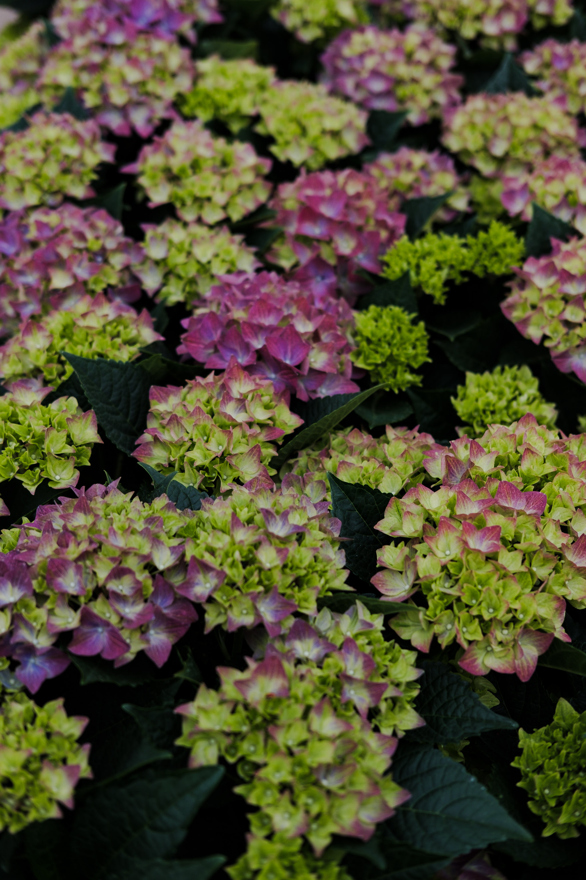 Close-up of pink and green hydrangea flowers.