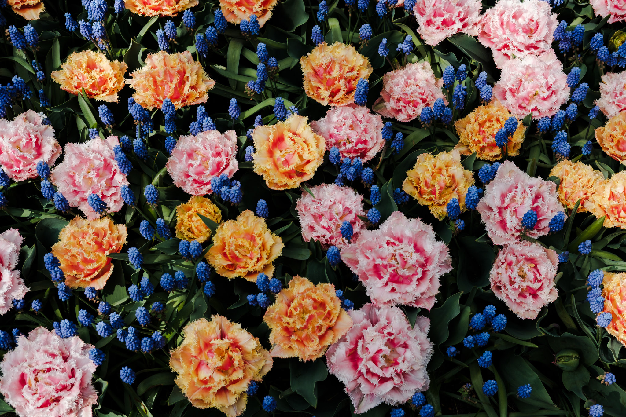 Flowerbed of pink and orange fringed tulips with blue muscari flowers.