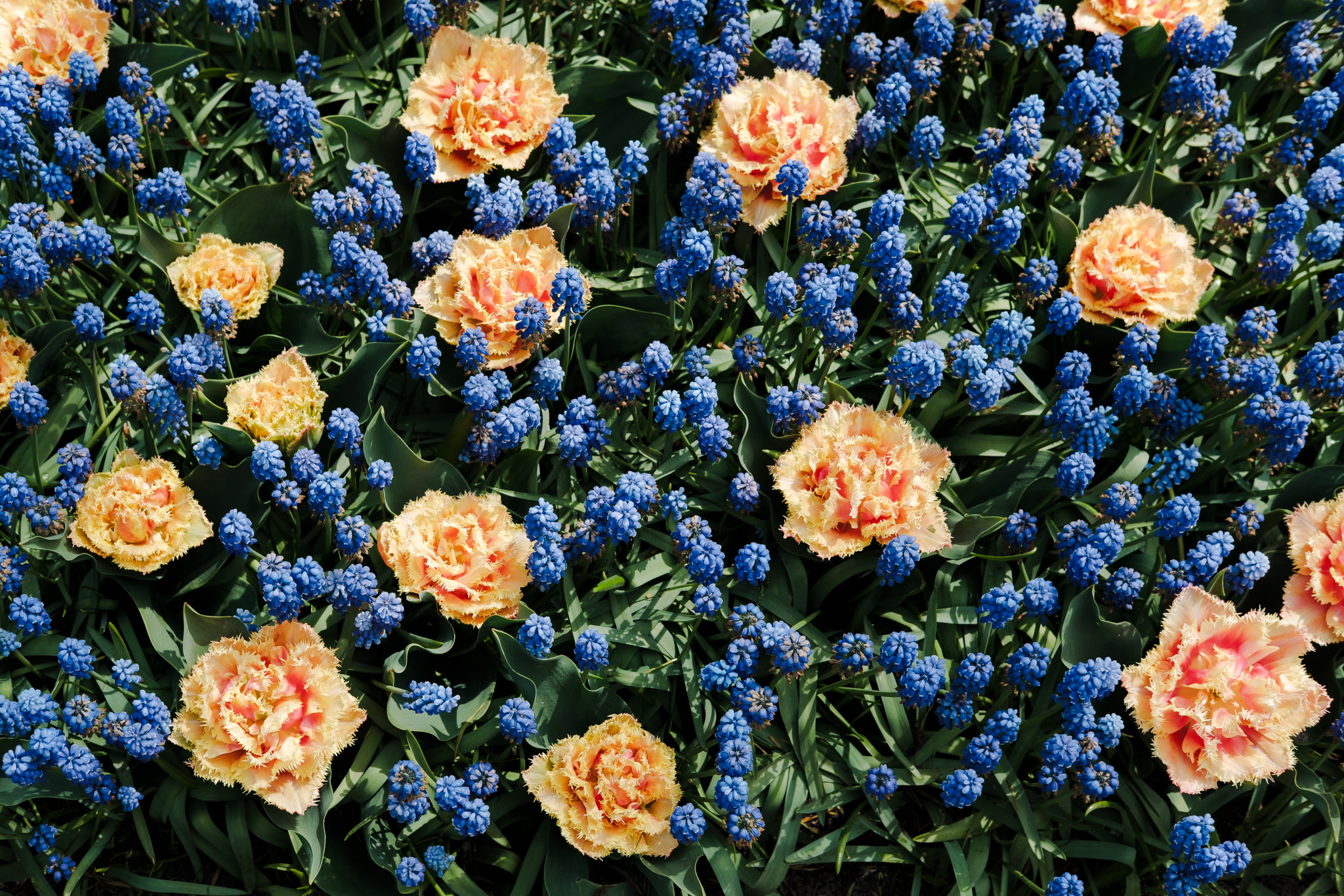 Overhead view of light orange fringed carnations and blue muscari in a garden.