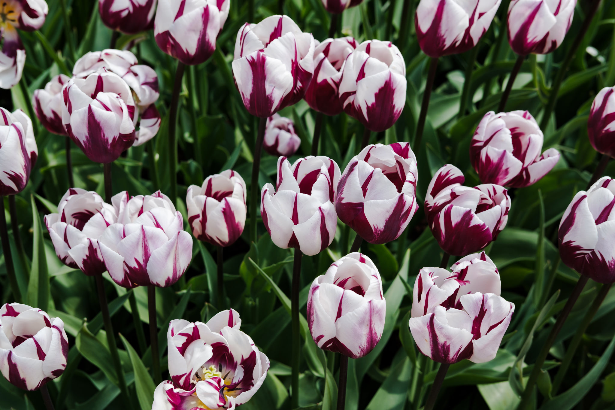 Field of white tulips with purple stripes.