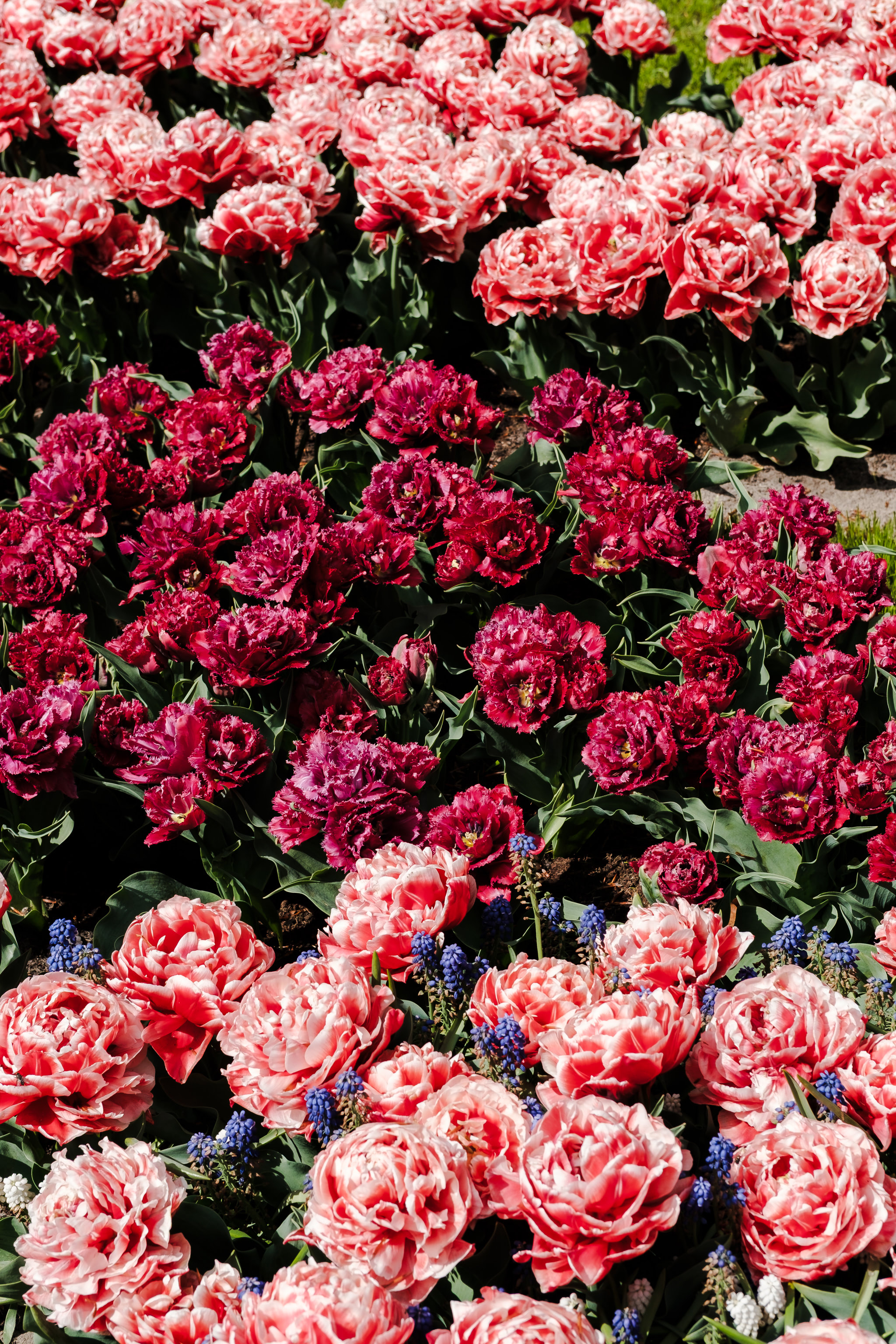 Close-up of various colorful double-flowered tulips in a garden. Some are deep red, others have pink and white petals.
