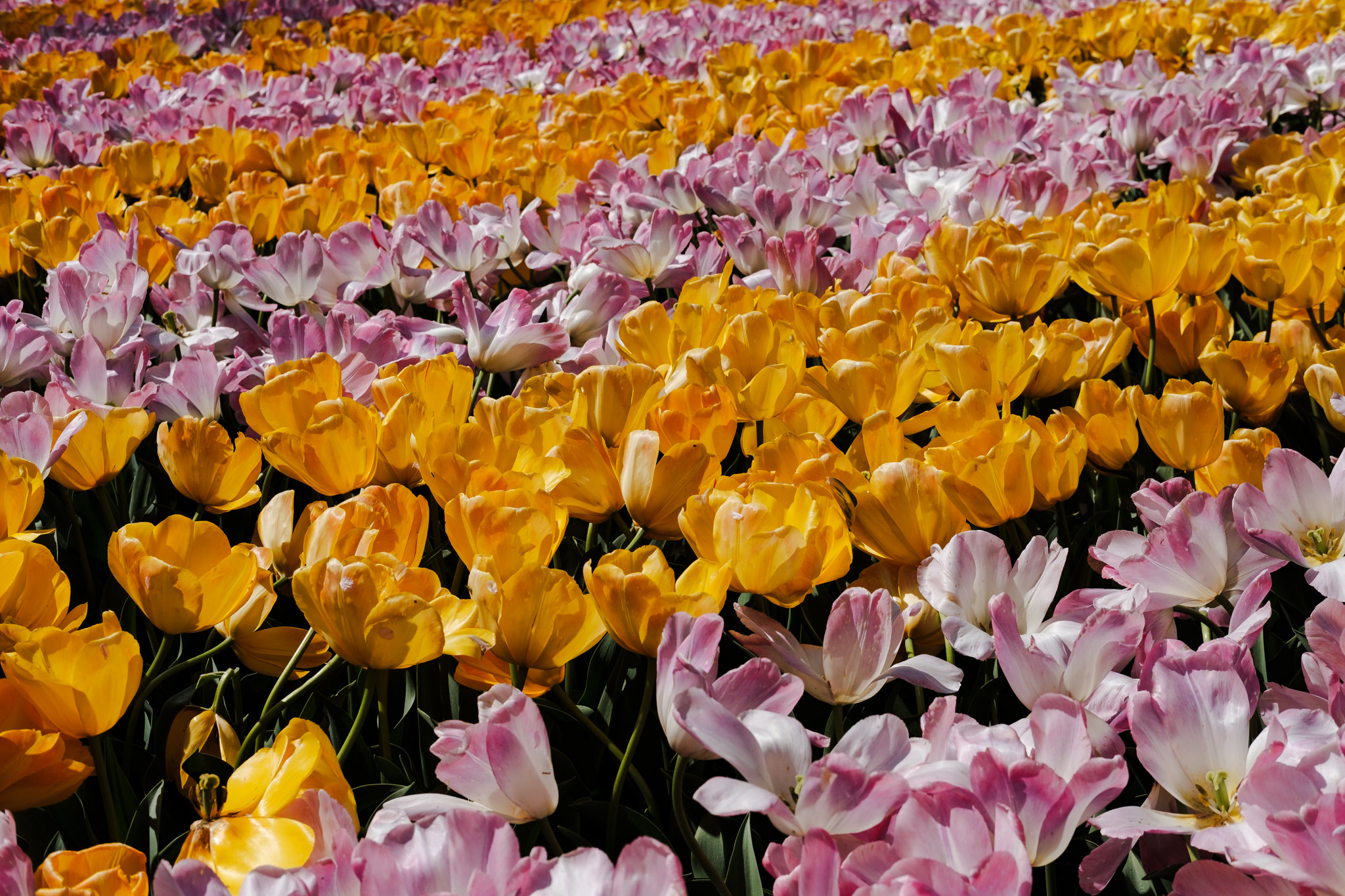 Field of yellow and pink tulips.