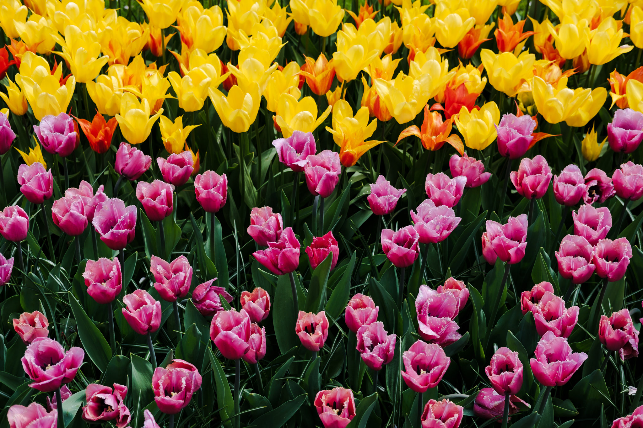 A flowerbed of colorful tulips, with varying shades of yellow, orange, and pink. The tulips are in full bloom and have green stems and leaves.
