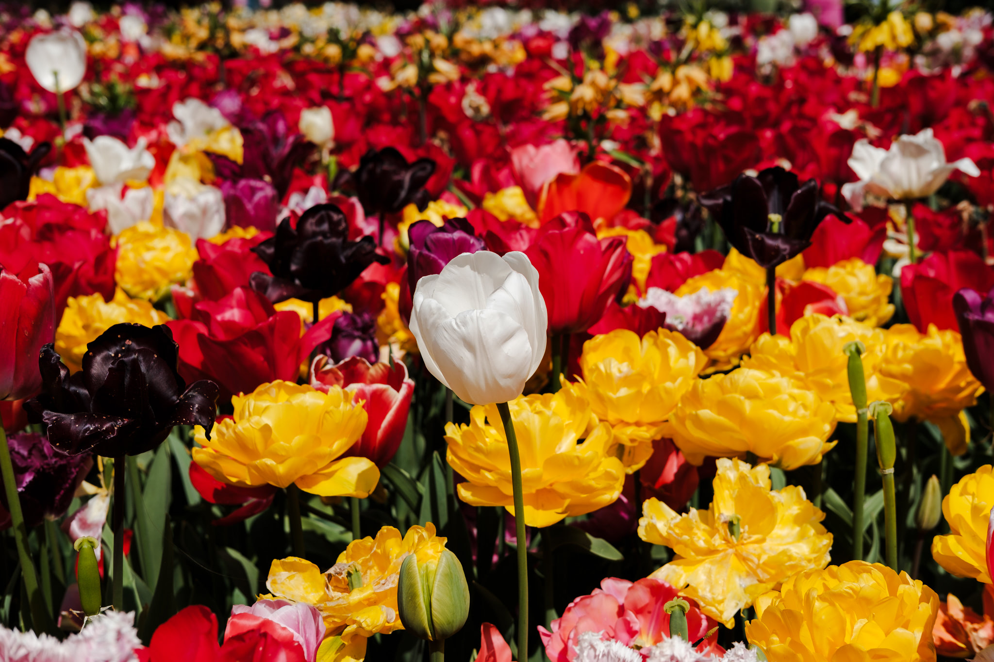 Close-up of a field of colorful tulips, including red, yellow, white, and purple blooms in various stages of bloom.