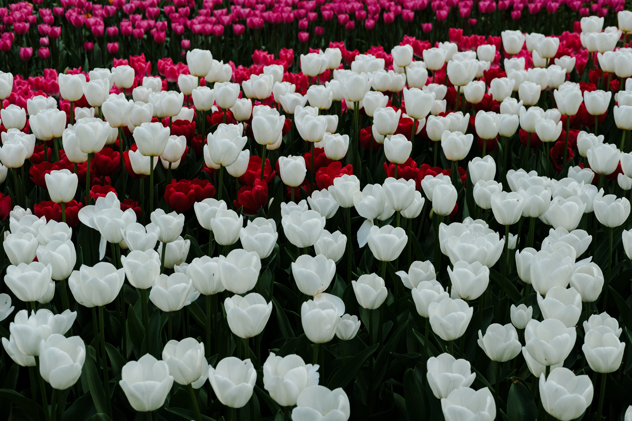 Field of tulips in shades of white, red, and pink. White tulips in the foreground, red and pink in the background.