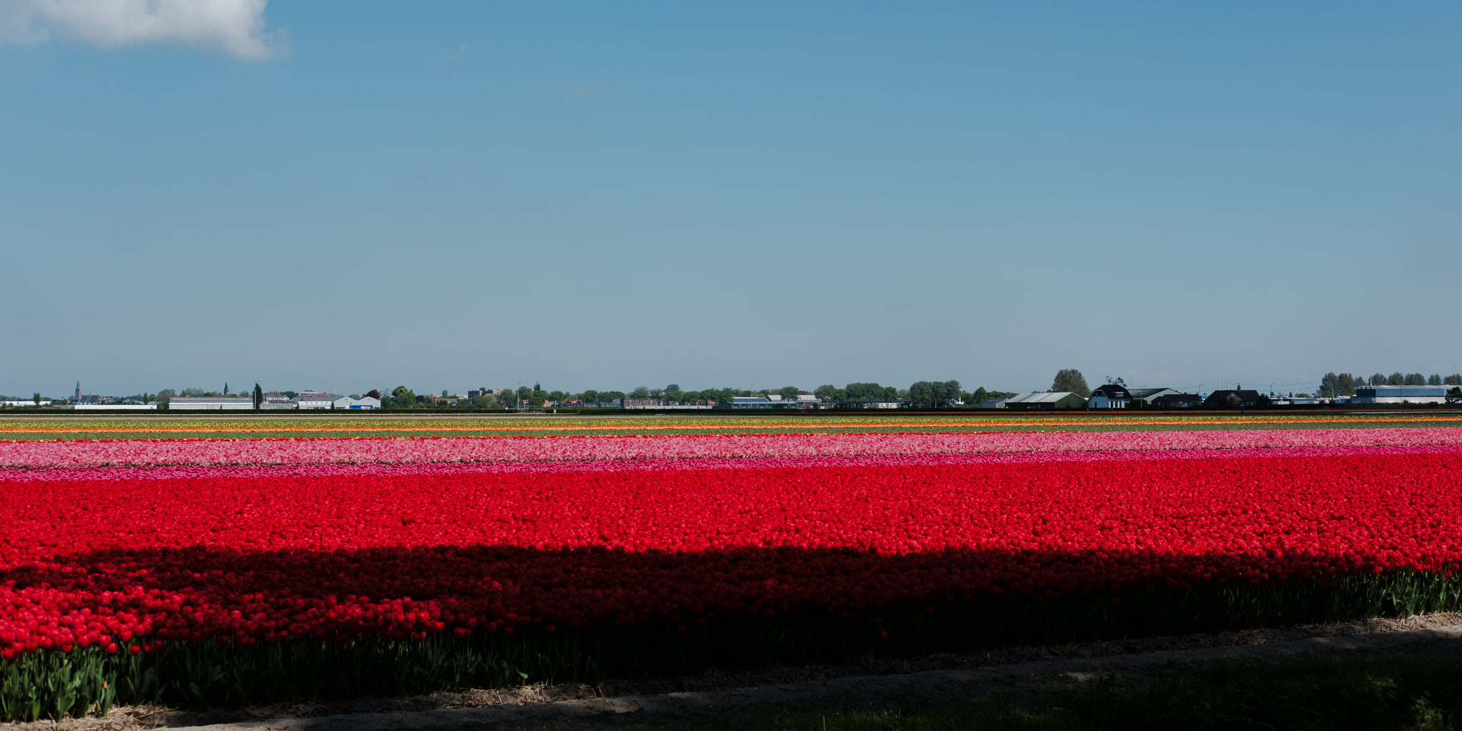 Vibrant tulip fields in red, pink, and other colors under a clear blue sky.