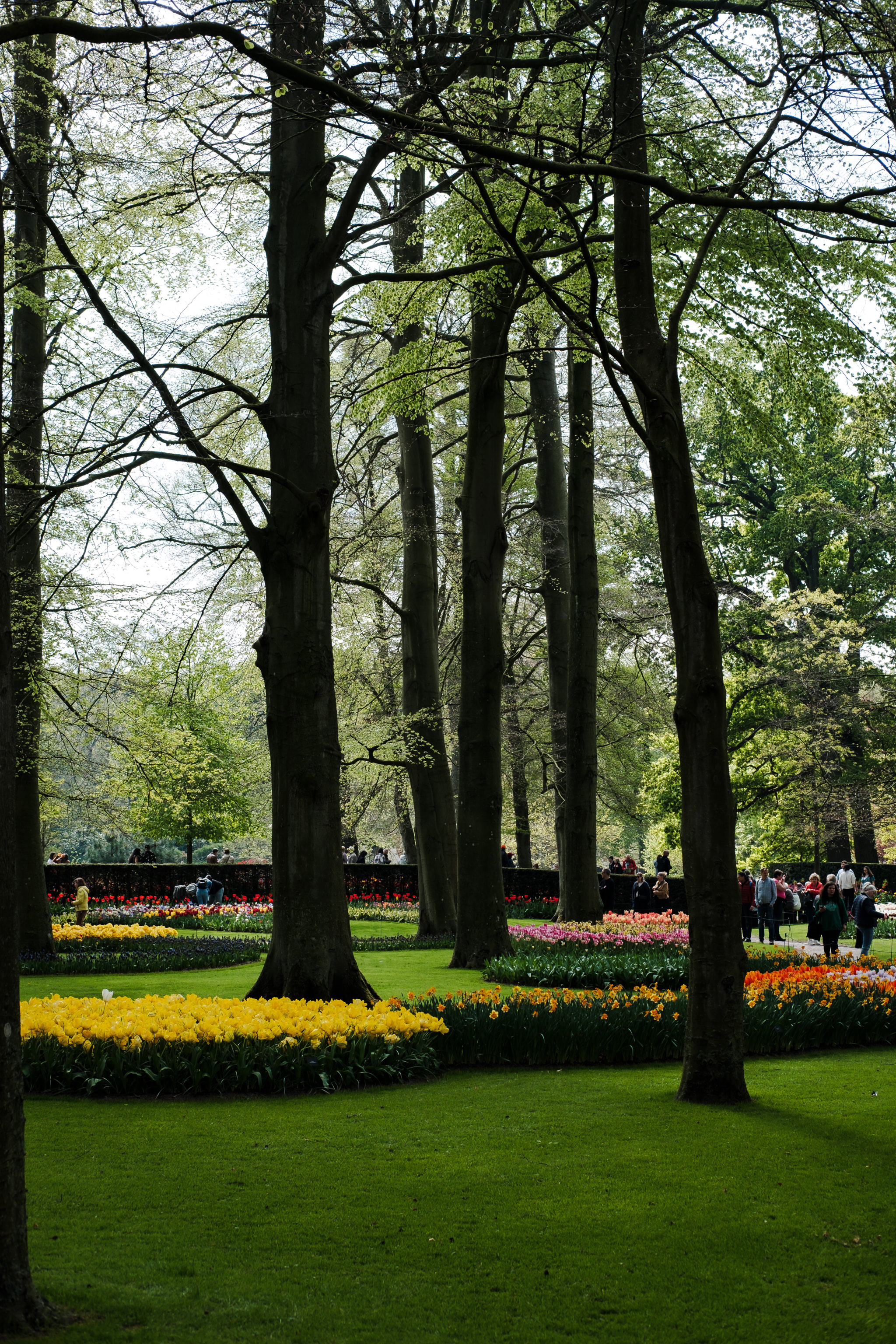 Tulip garden with trees and visitors.