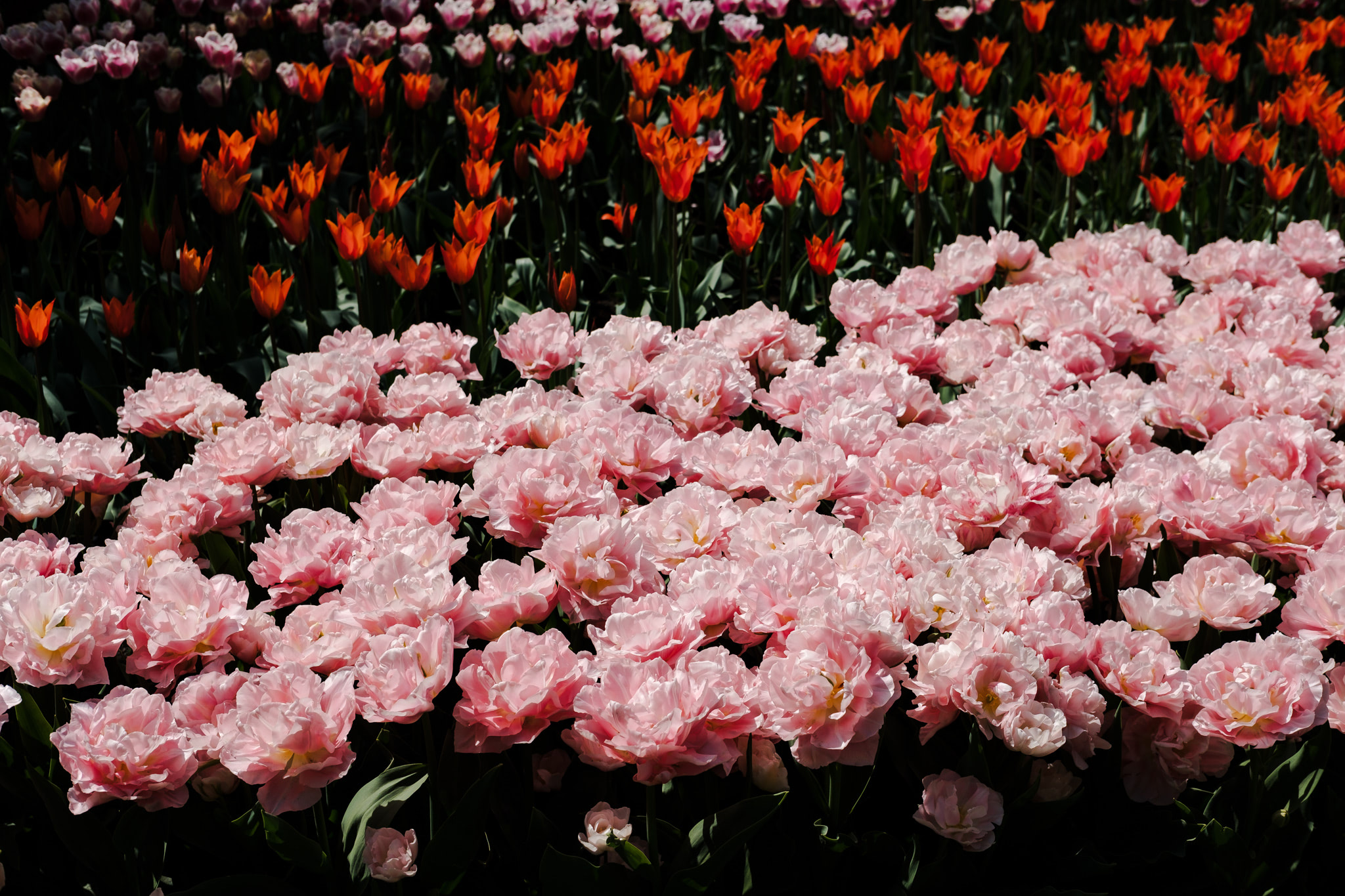 Field of pink and orange tulips.