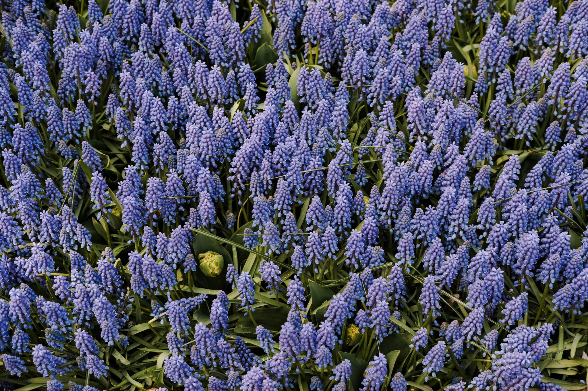 A field of tightly packed blue grape hyacinth flowers.