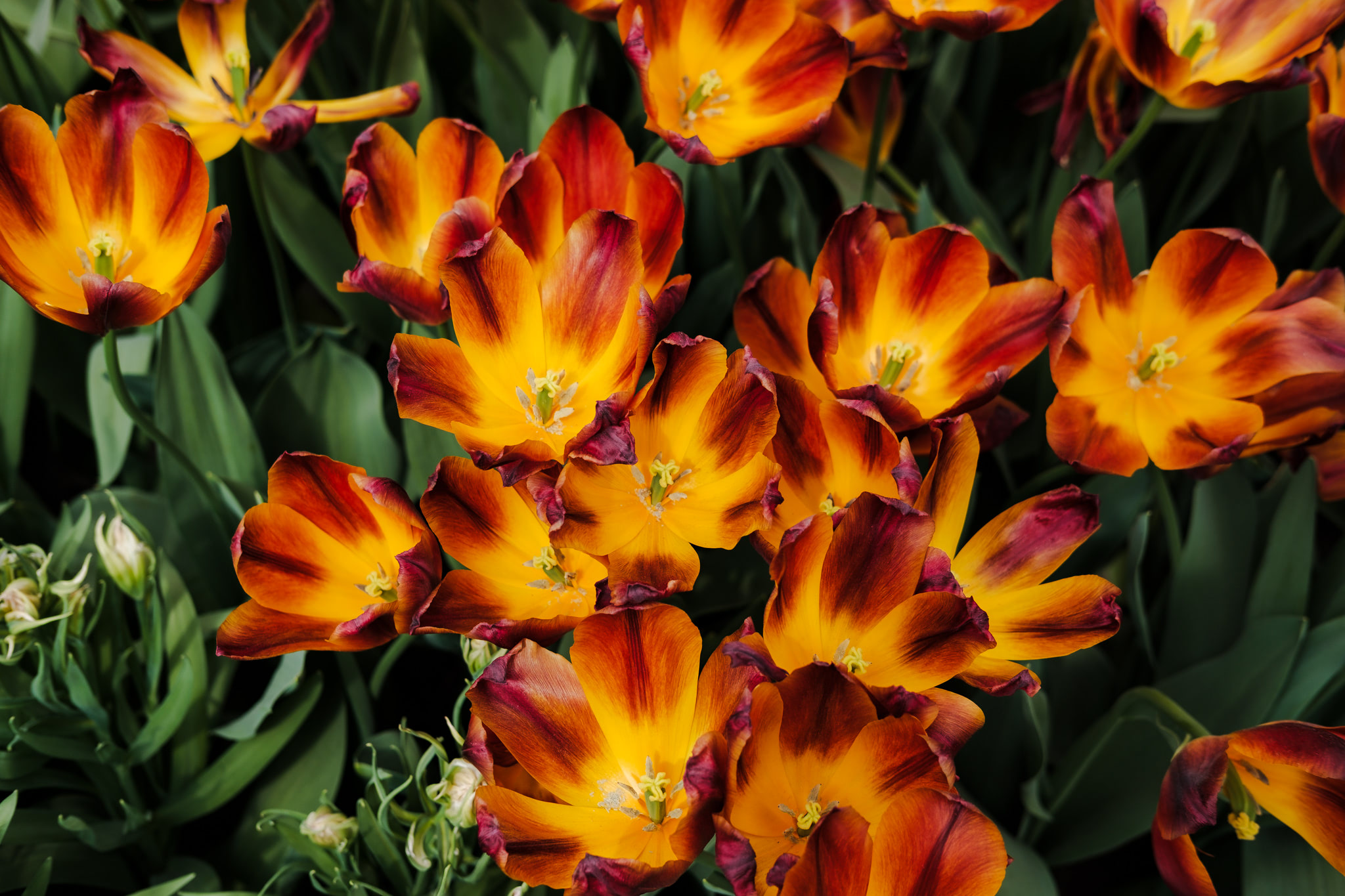 Close-up of orange and purple tulips.