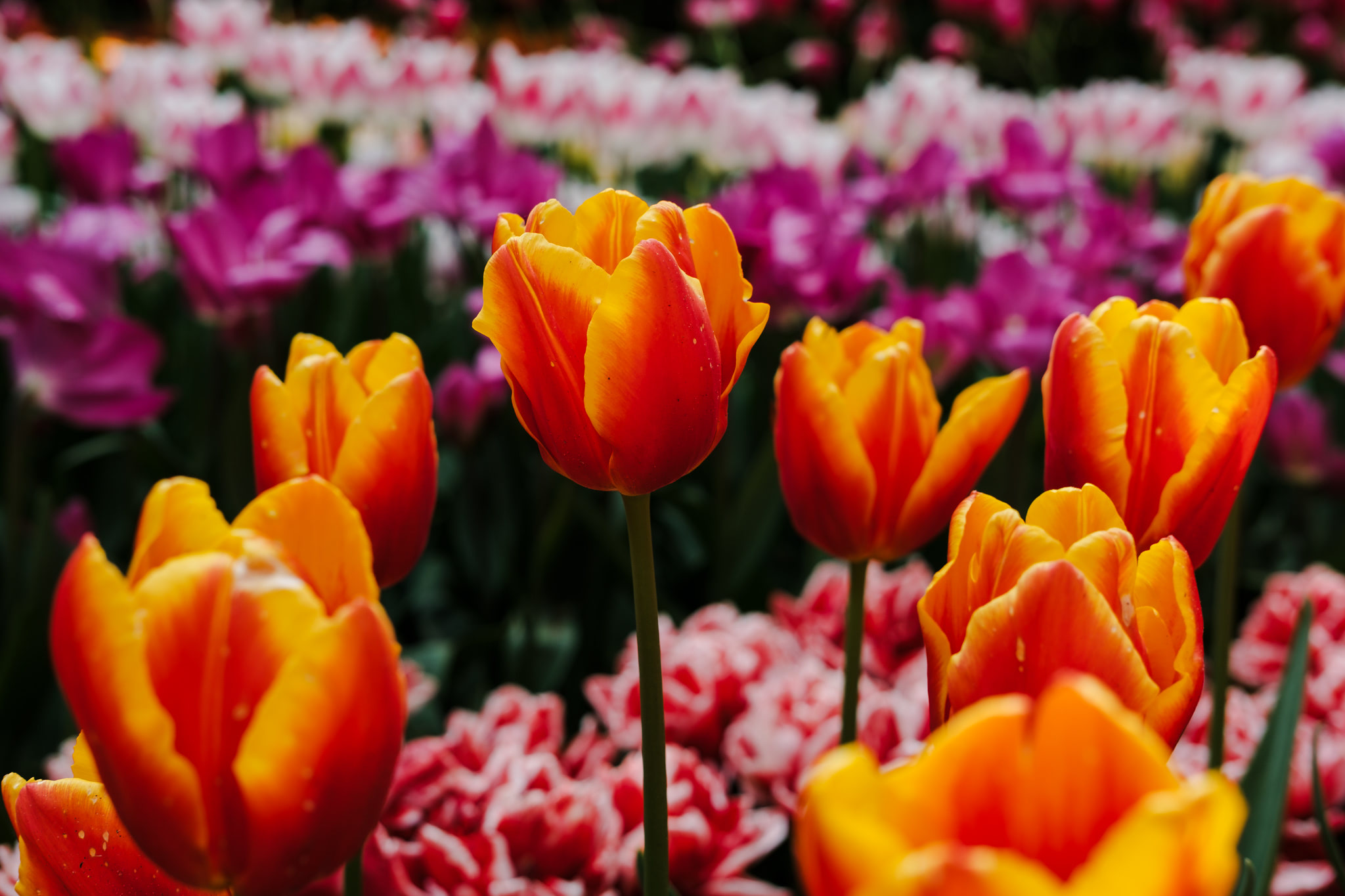 Close-up of orange and red tulips in a garden setting.