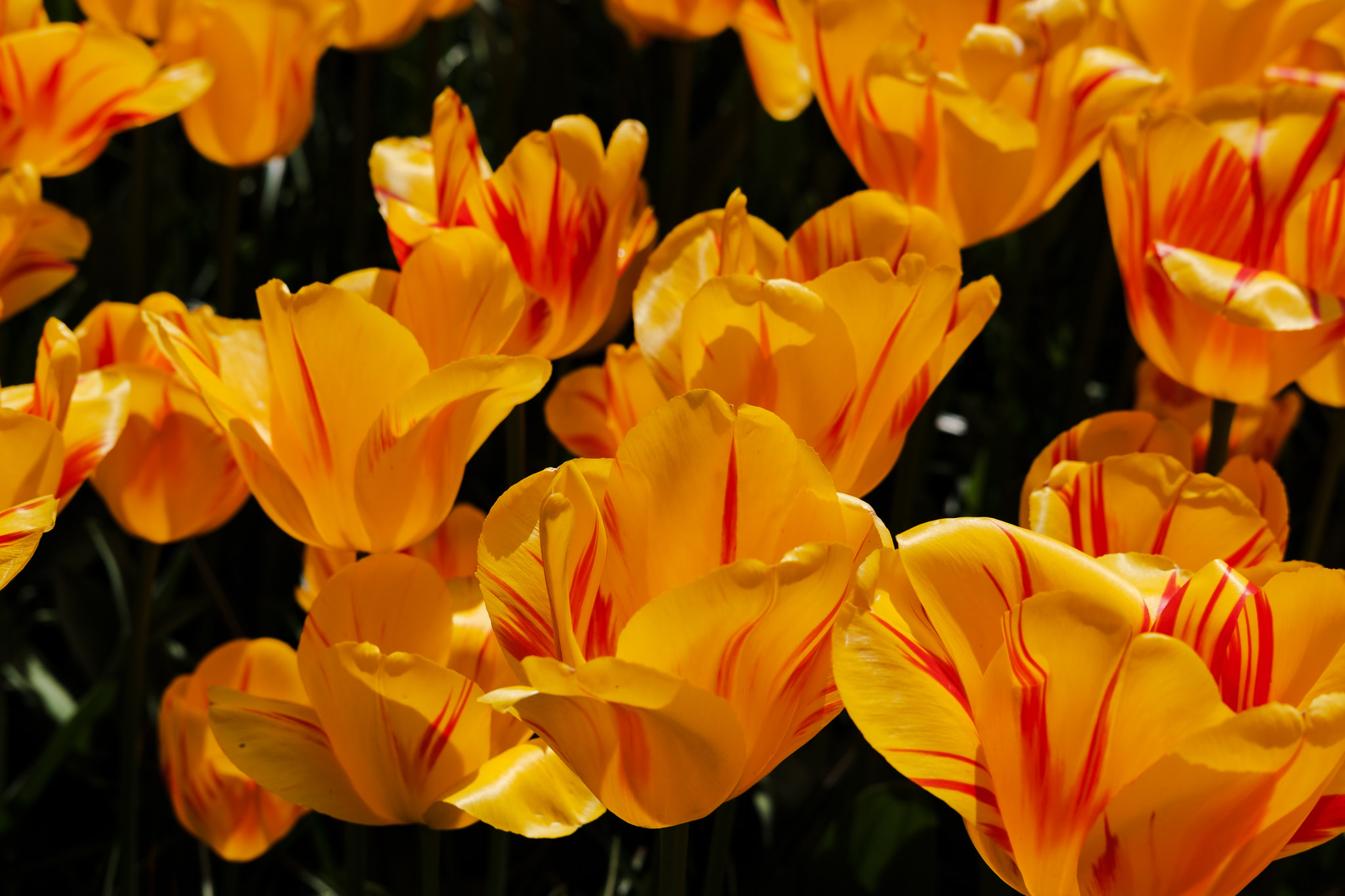Close-up of vibrant orange tulips with red stripes.