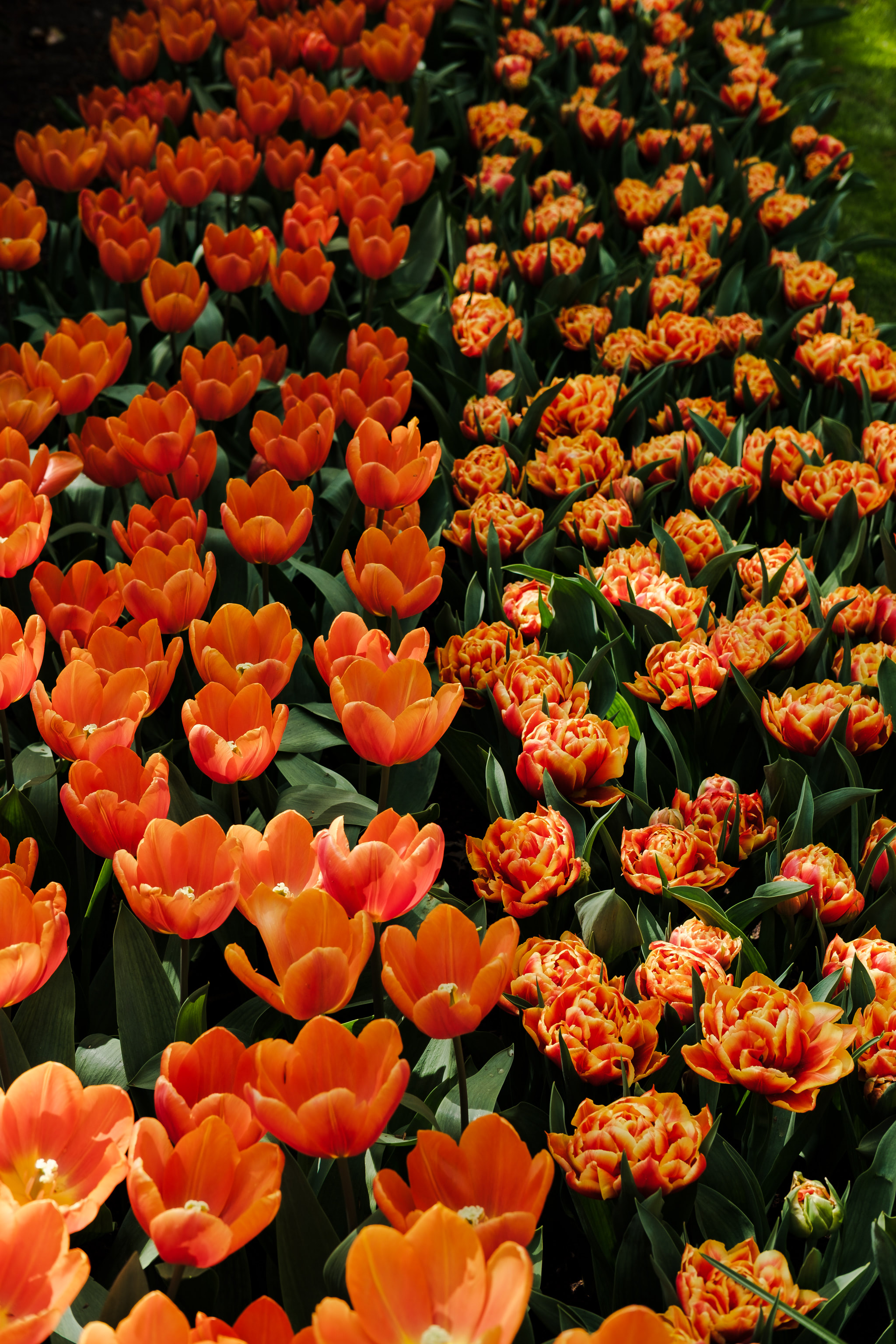 Two varieties of orange tulips in full bloom.
