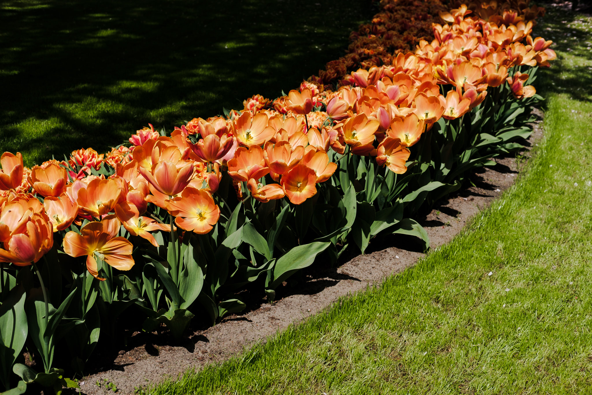 A flowerbed of orange tulips in full bloom, bordered by grass. The sun casts shadows from the foliage above.