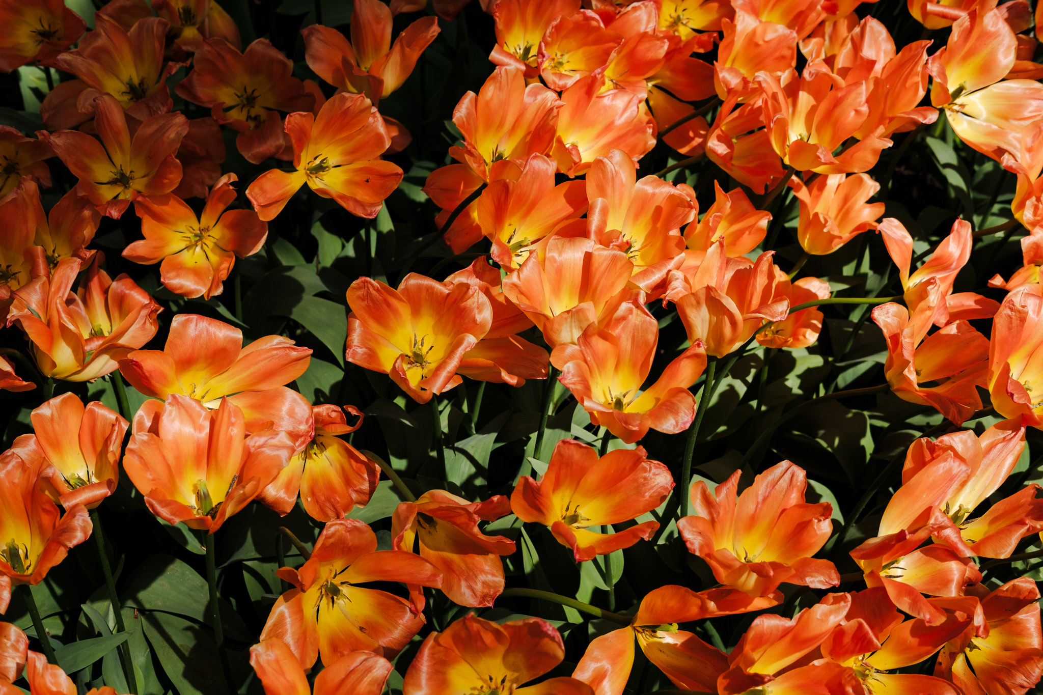 A dense bed of open orange and yellow tulips.