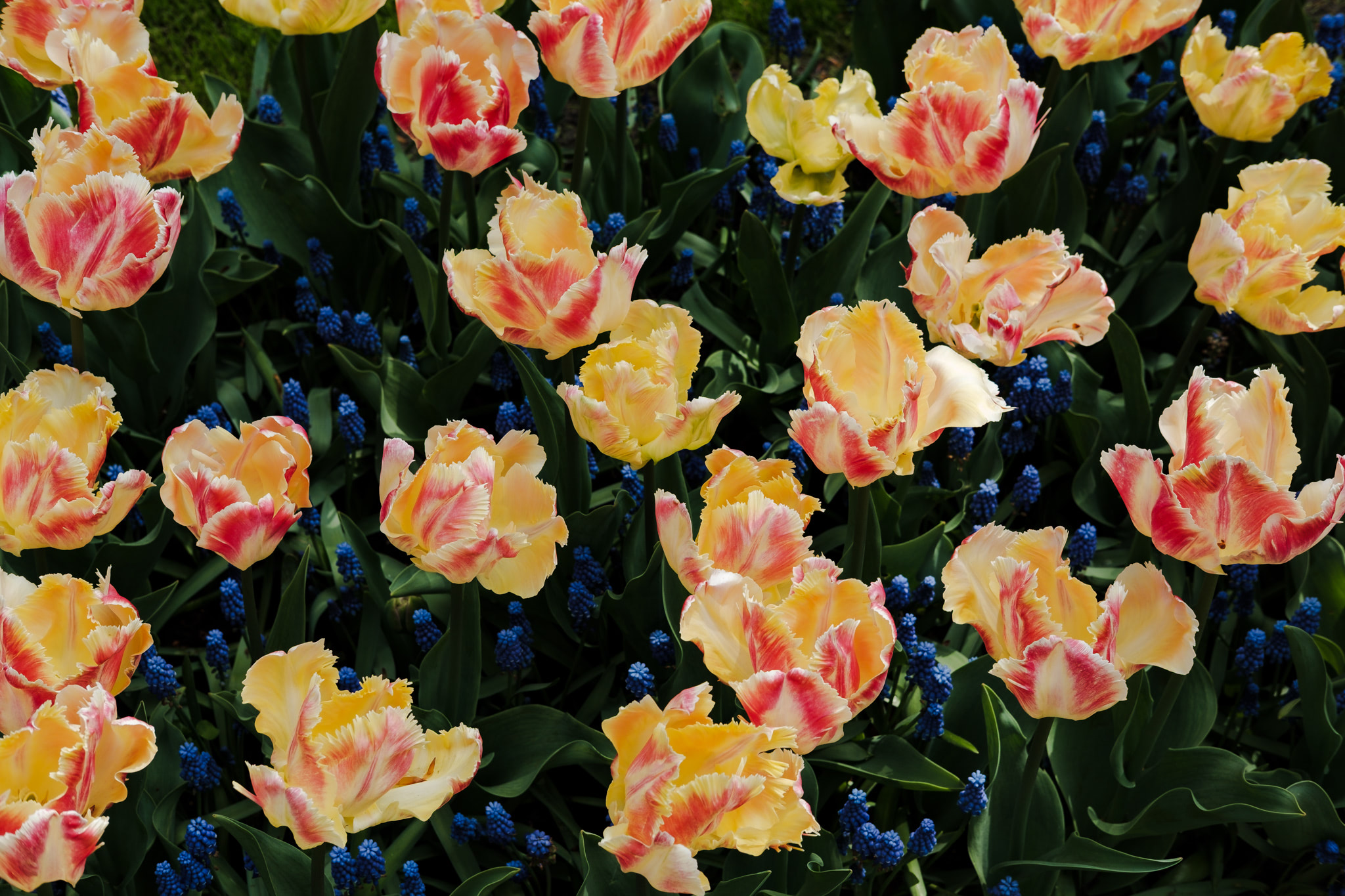 Peach and red tulips surrounded by small blue flowers.