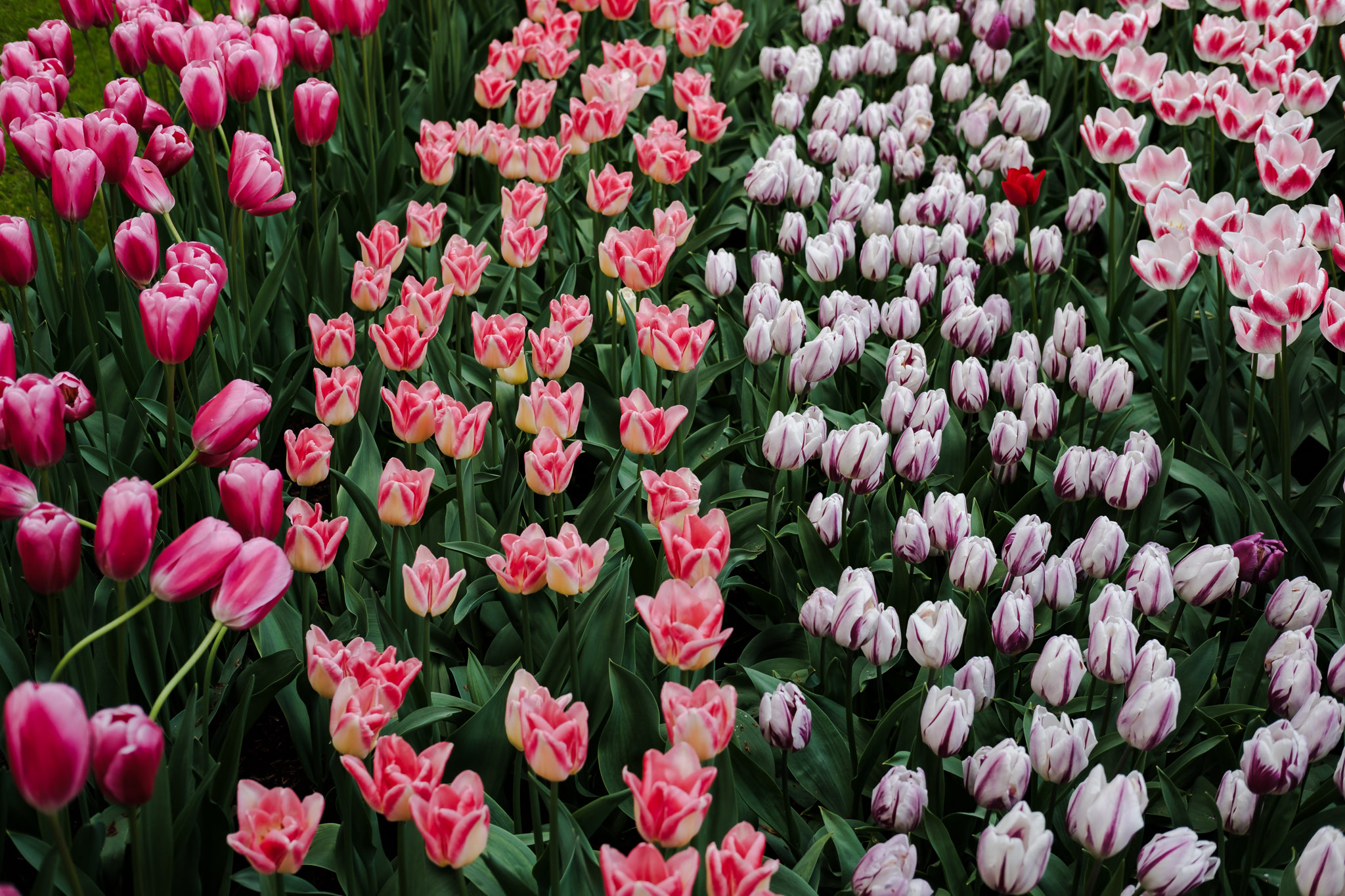 Rows of pink and purple tulips in a field.