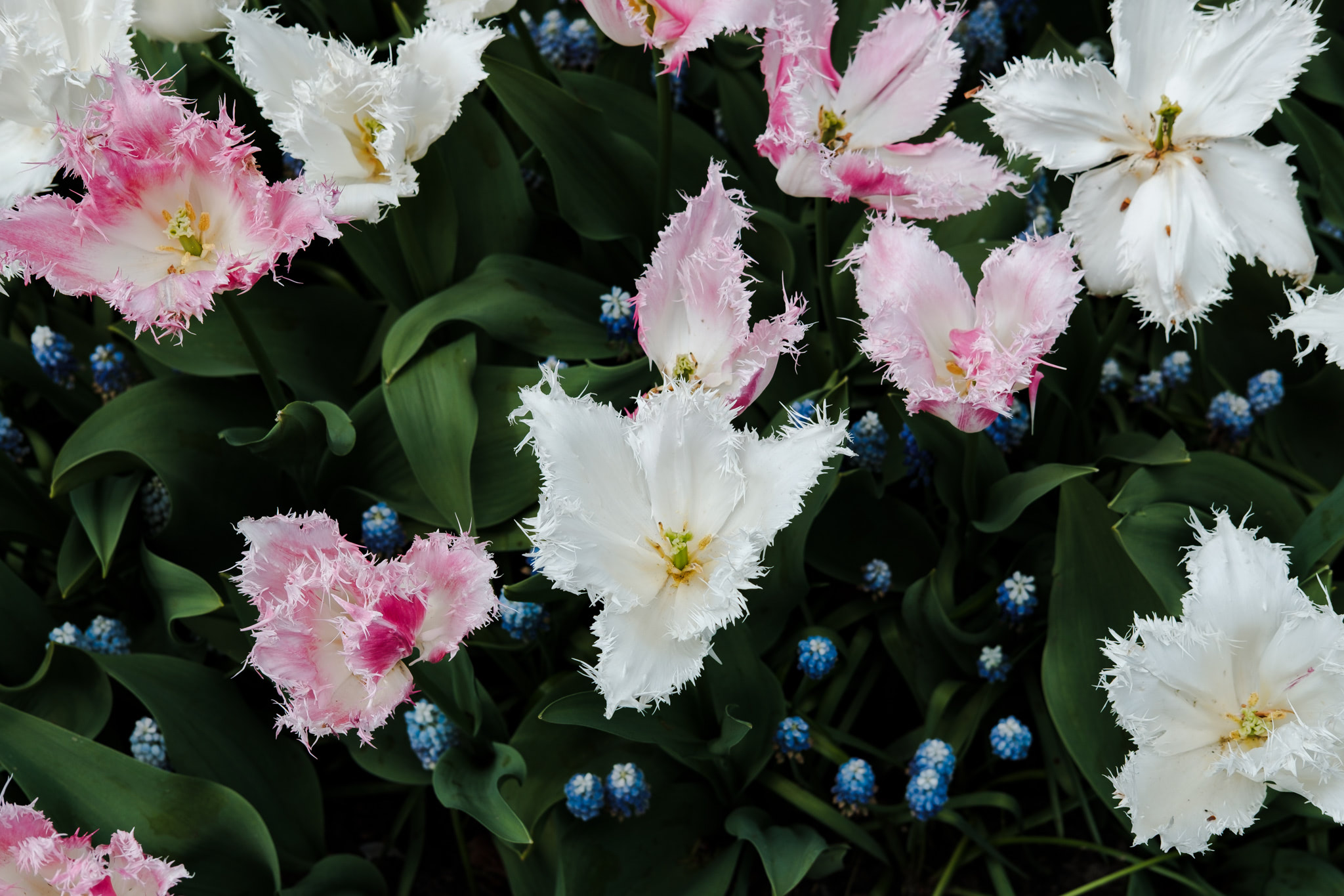 Close-up of pink and white fringed tulips.