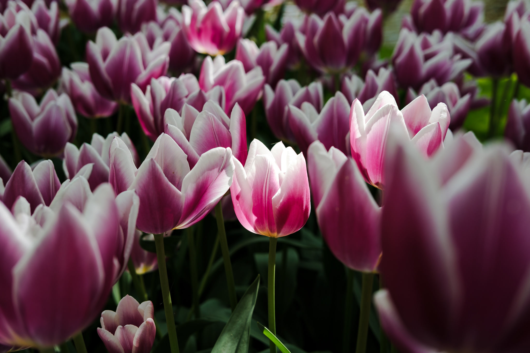 Close-up of pink and white tulip flowers.