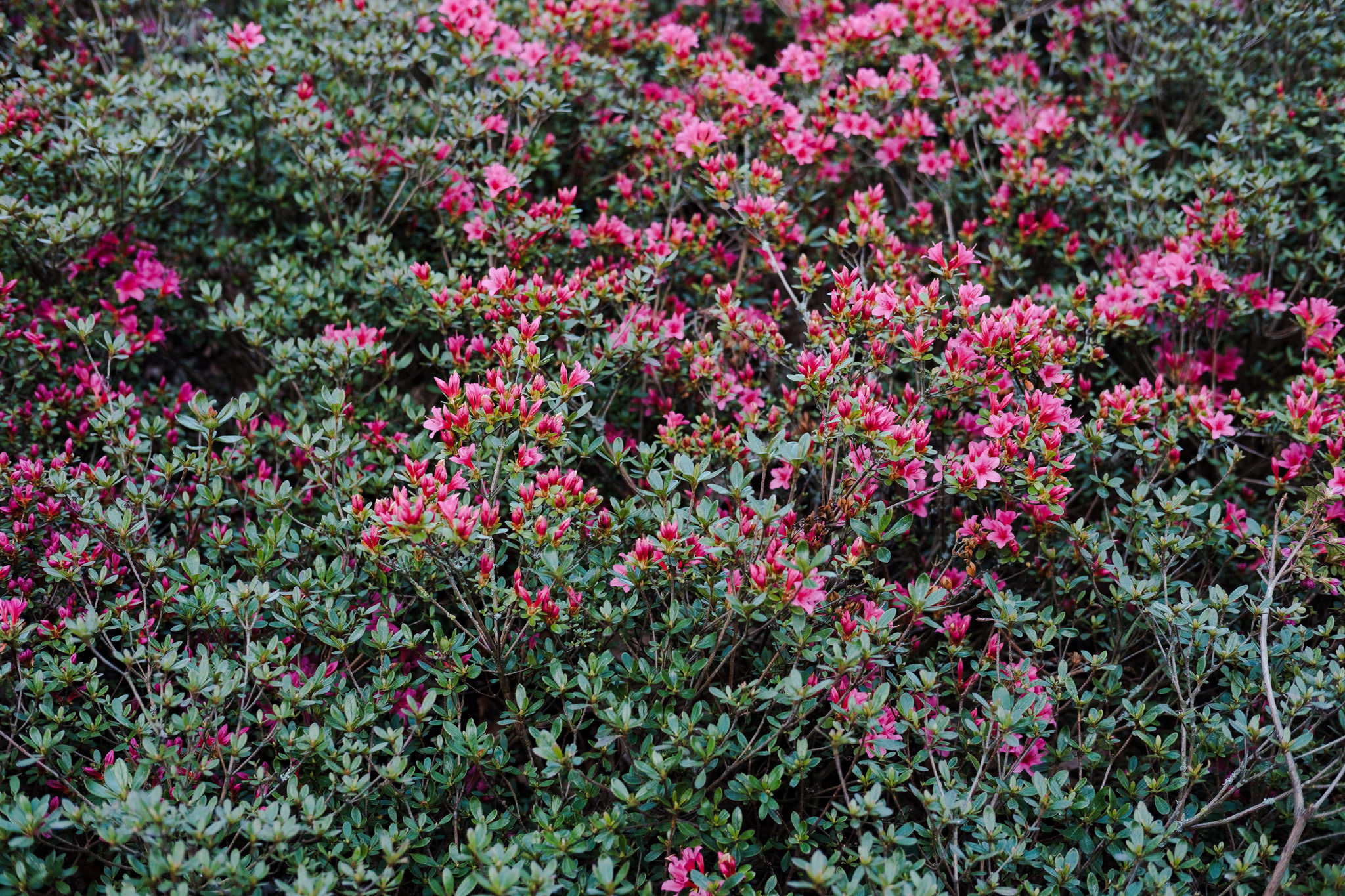 Full frame shot of pink azaleas.