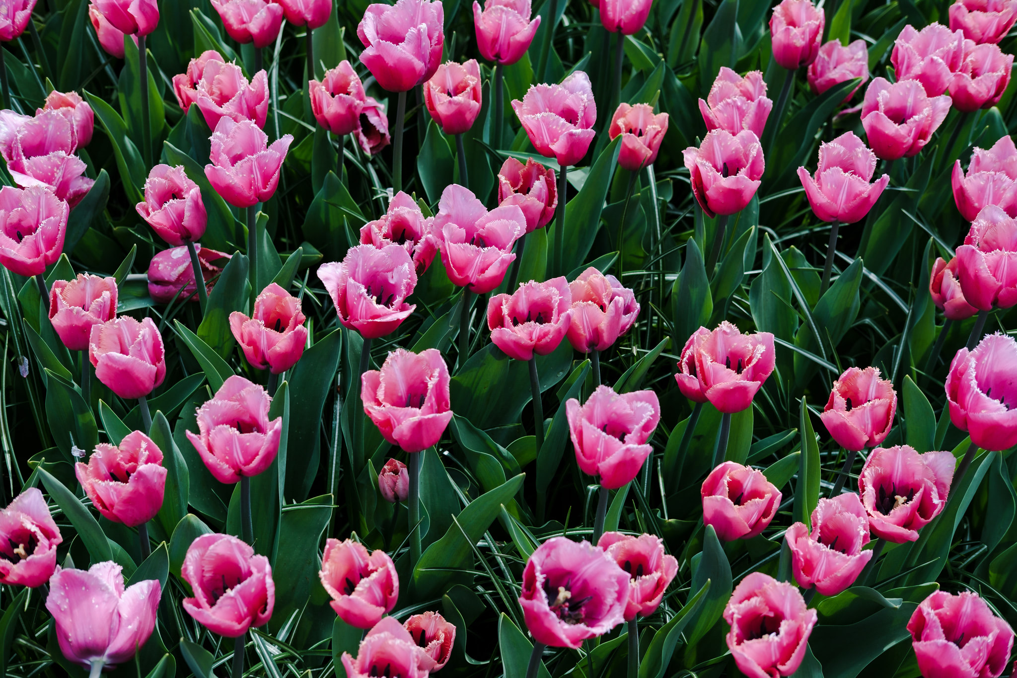 Field of pink fringed tulips.