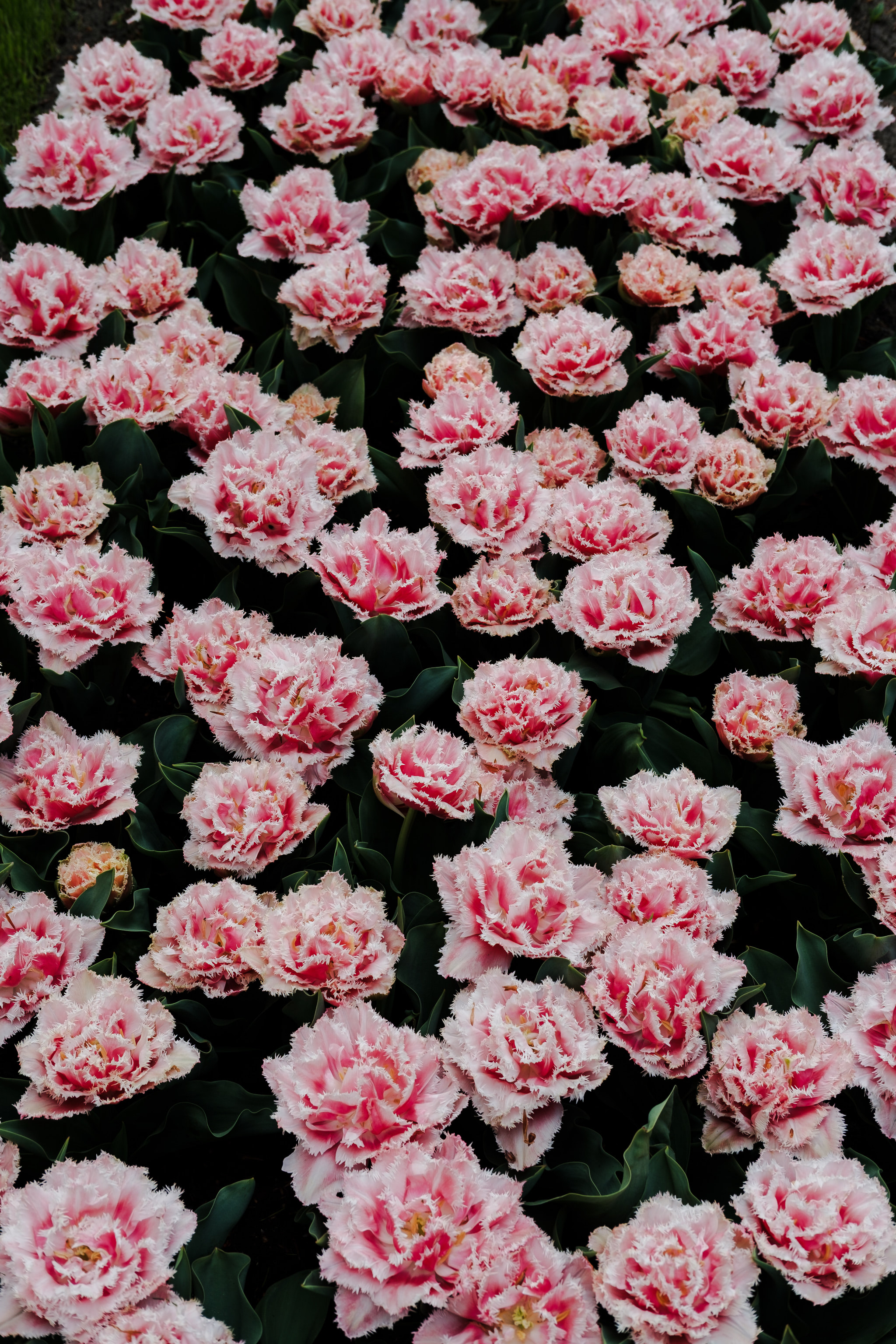 Field of pink fringed tulips.