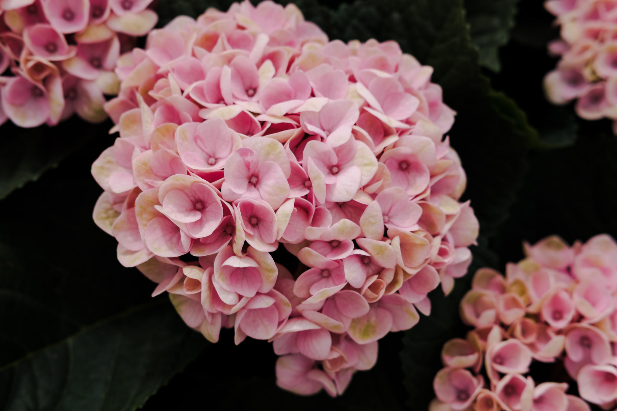 Close-up of pink hydrangea flowers.