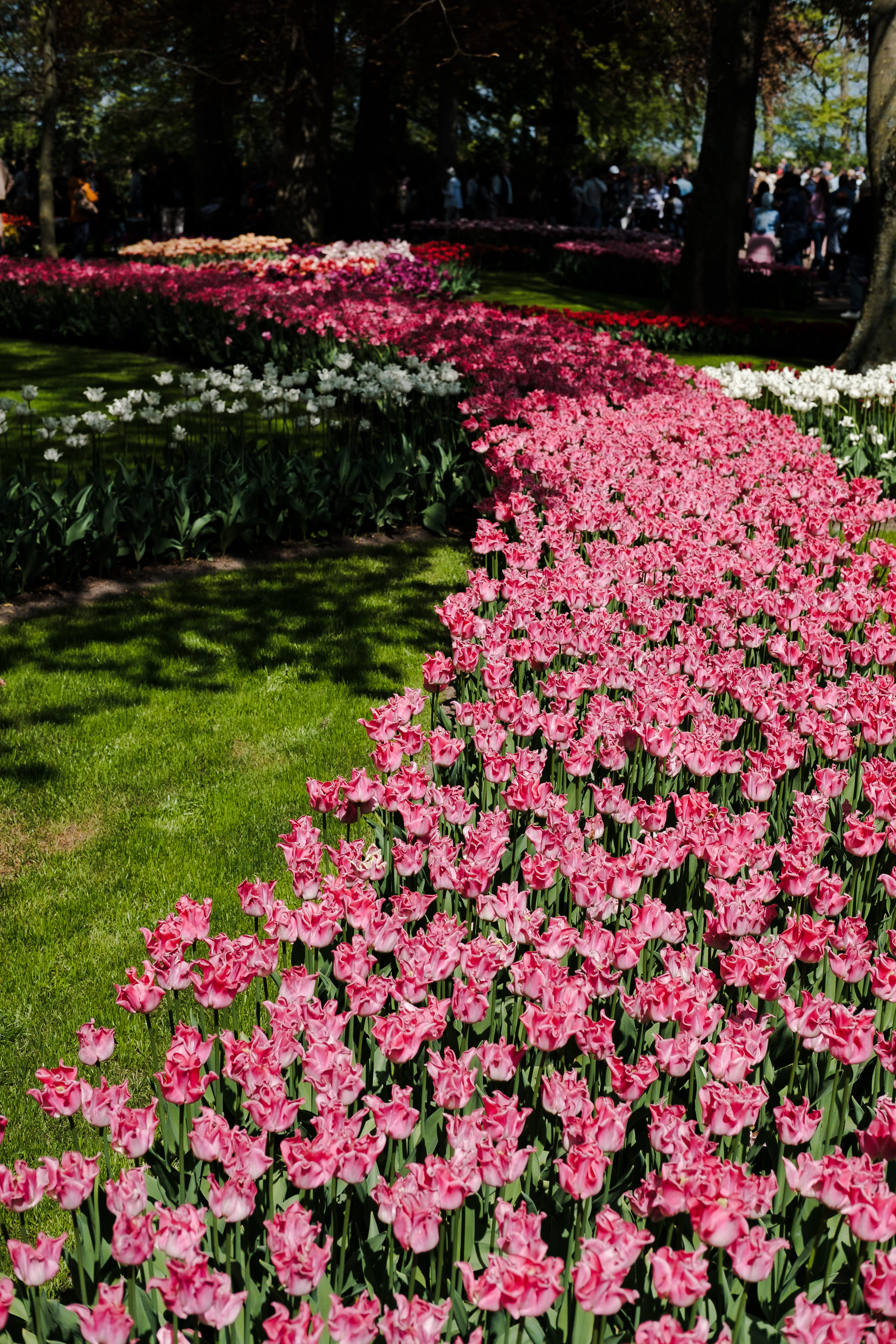 Field of pink tulips.