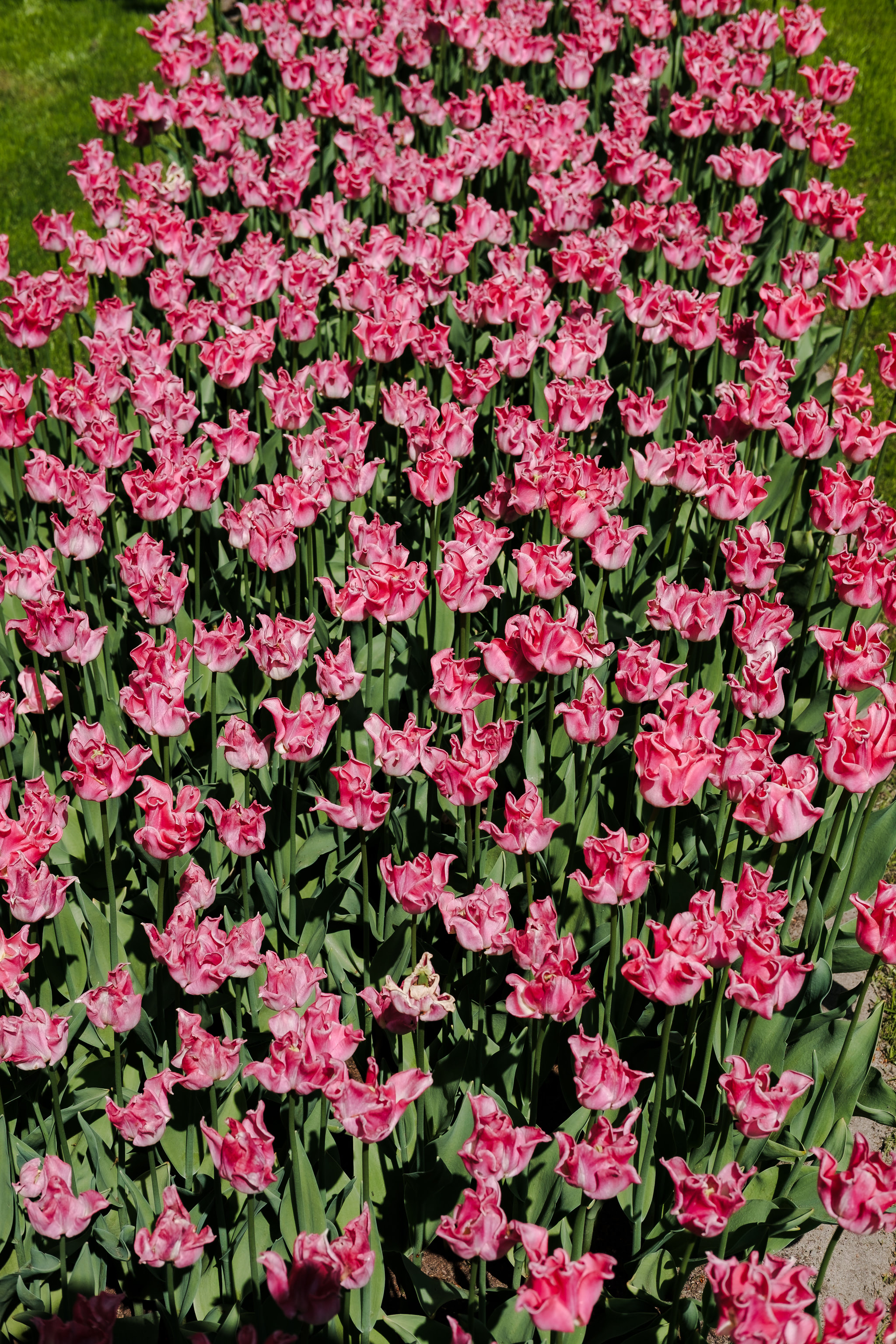 Field of pink tulips.