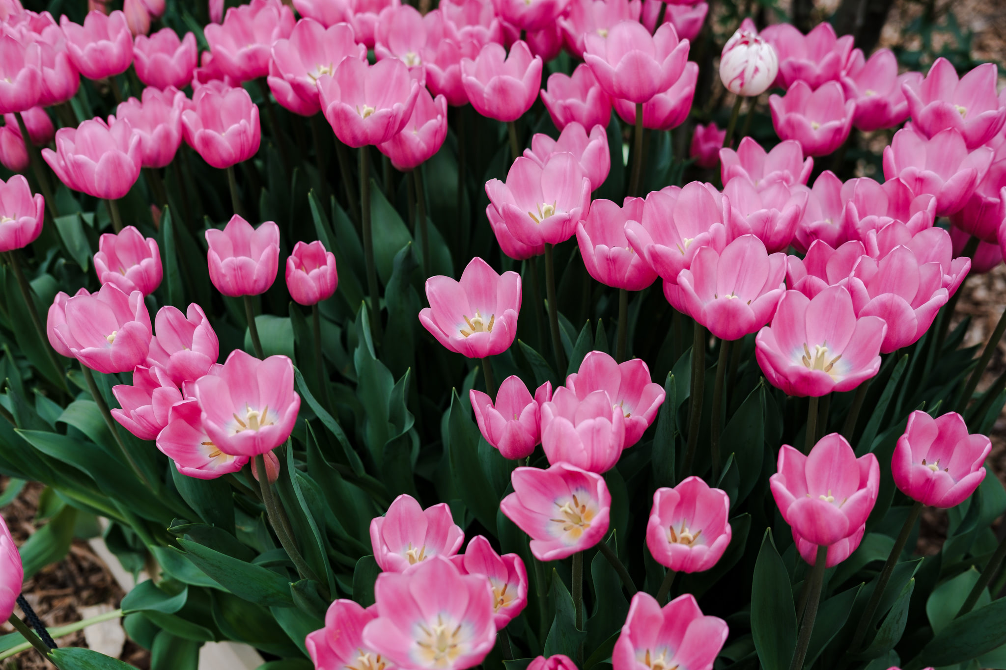 Field of pink tulips.
