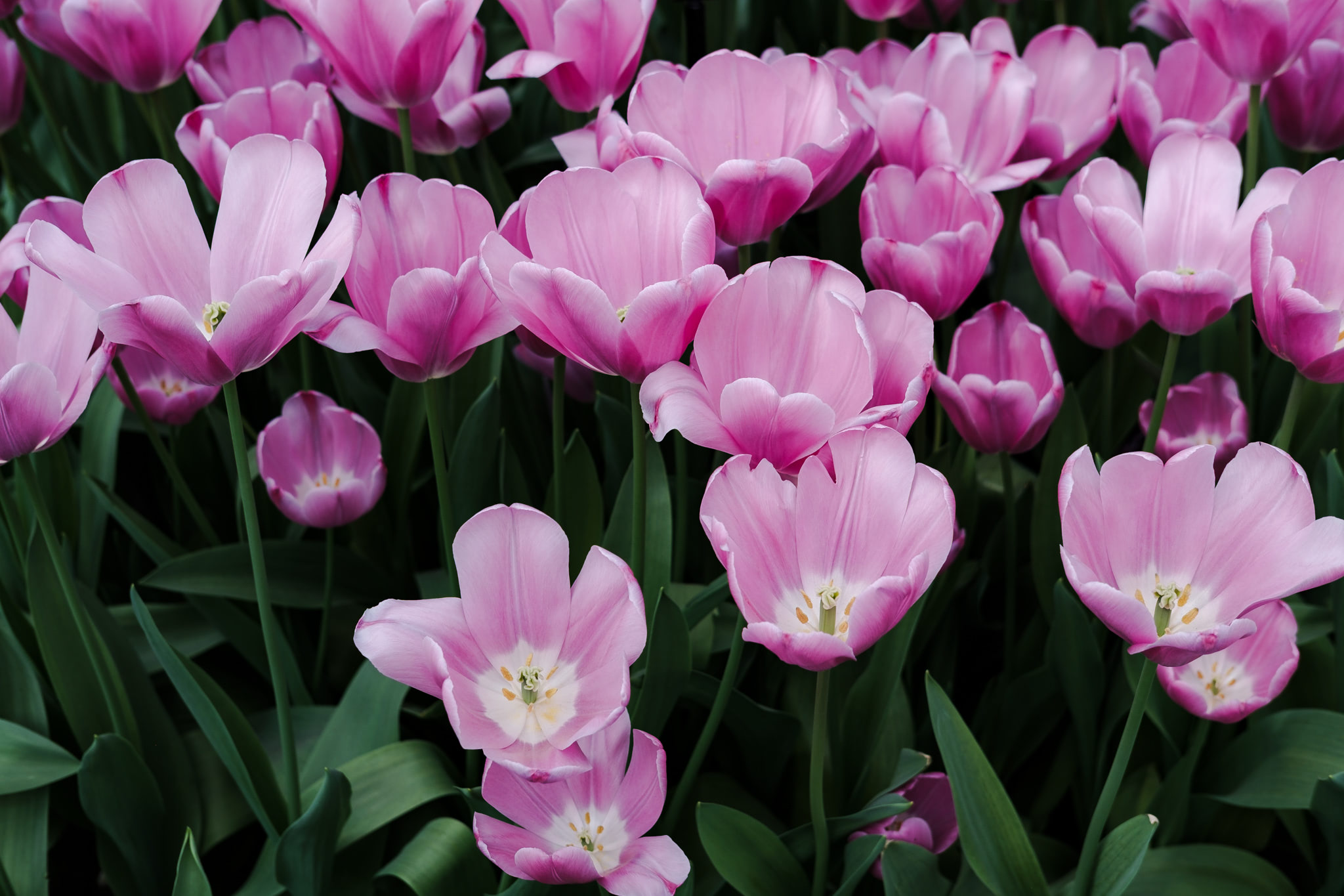 Close-up of a field of open pink tulips.