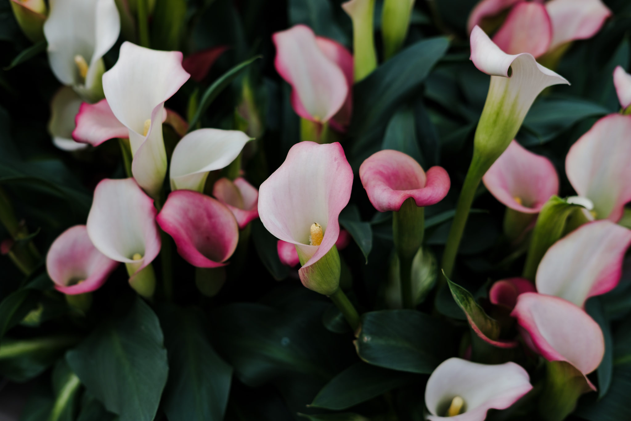 Close-up of pink and white calla lilies with green leaves.