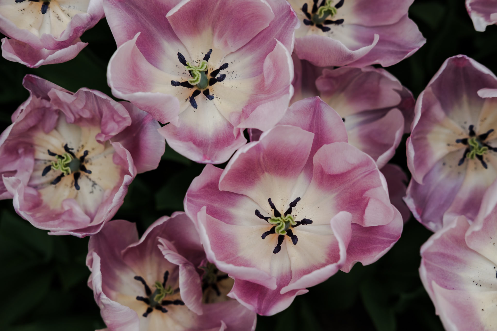 Close-up of pink and white tulip flowers.