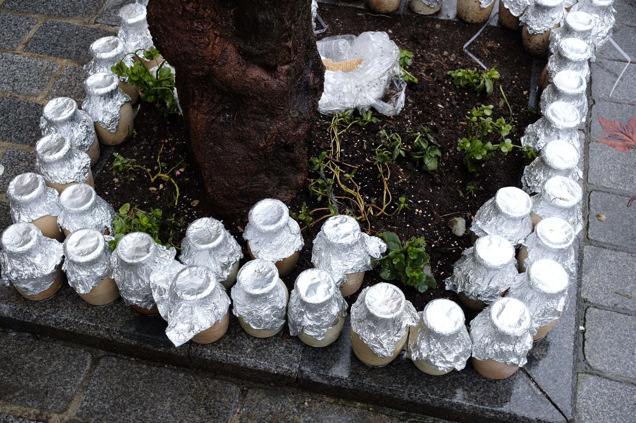 Small foil-covered pots line a square patch of soil around a tree.