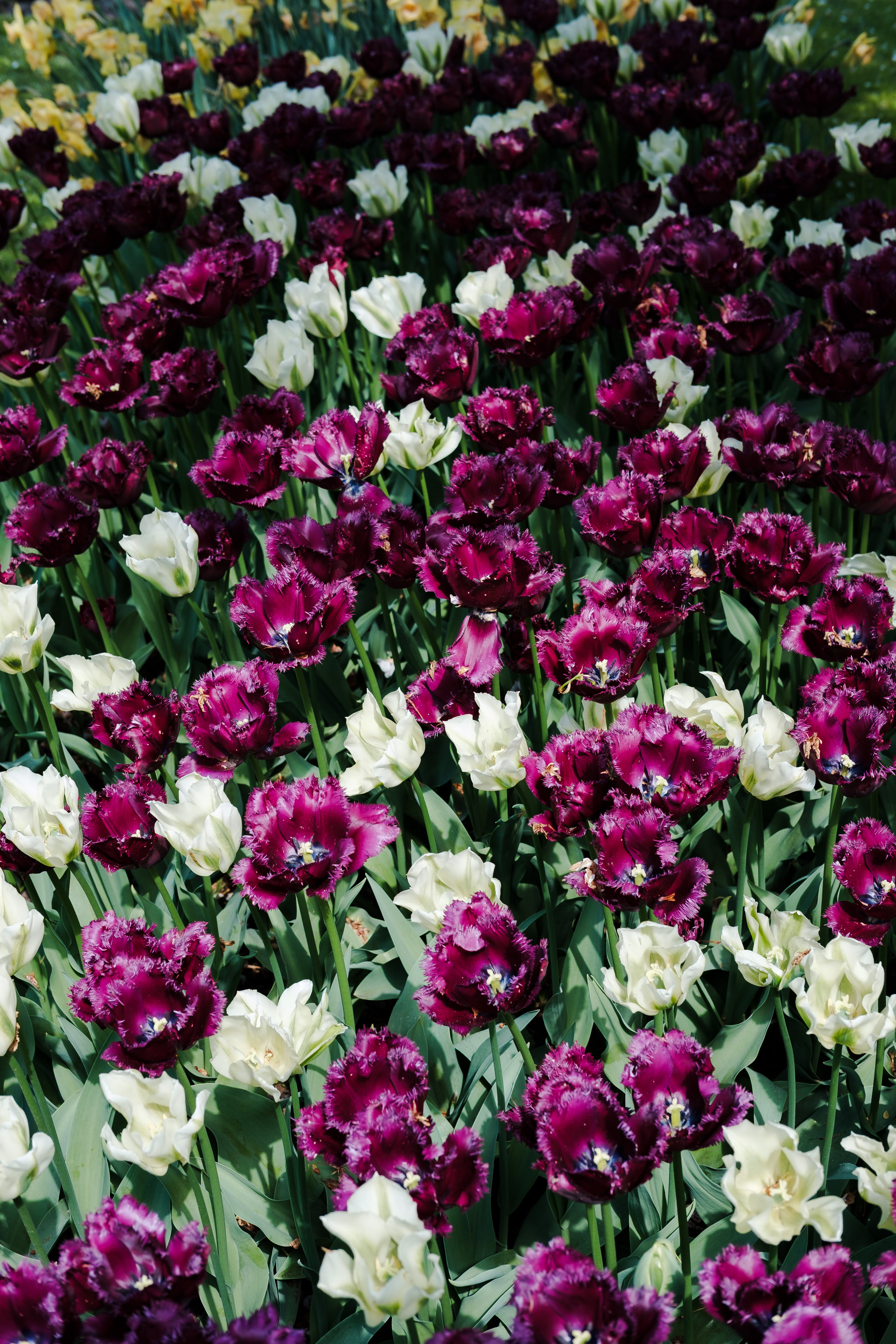 Field of purple and white fringed tulips.