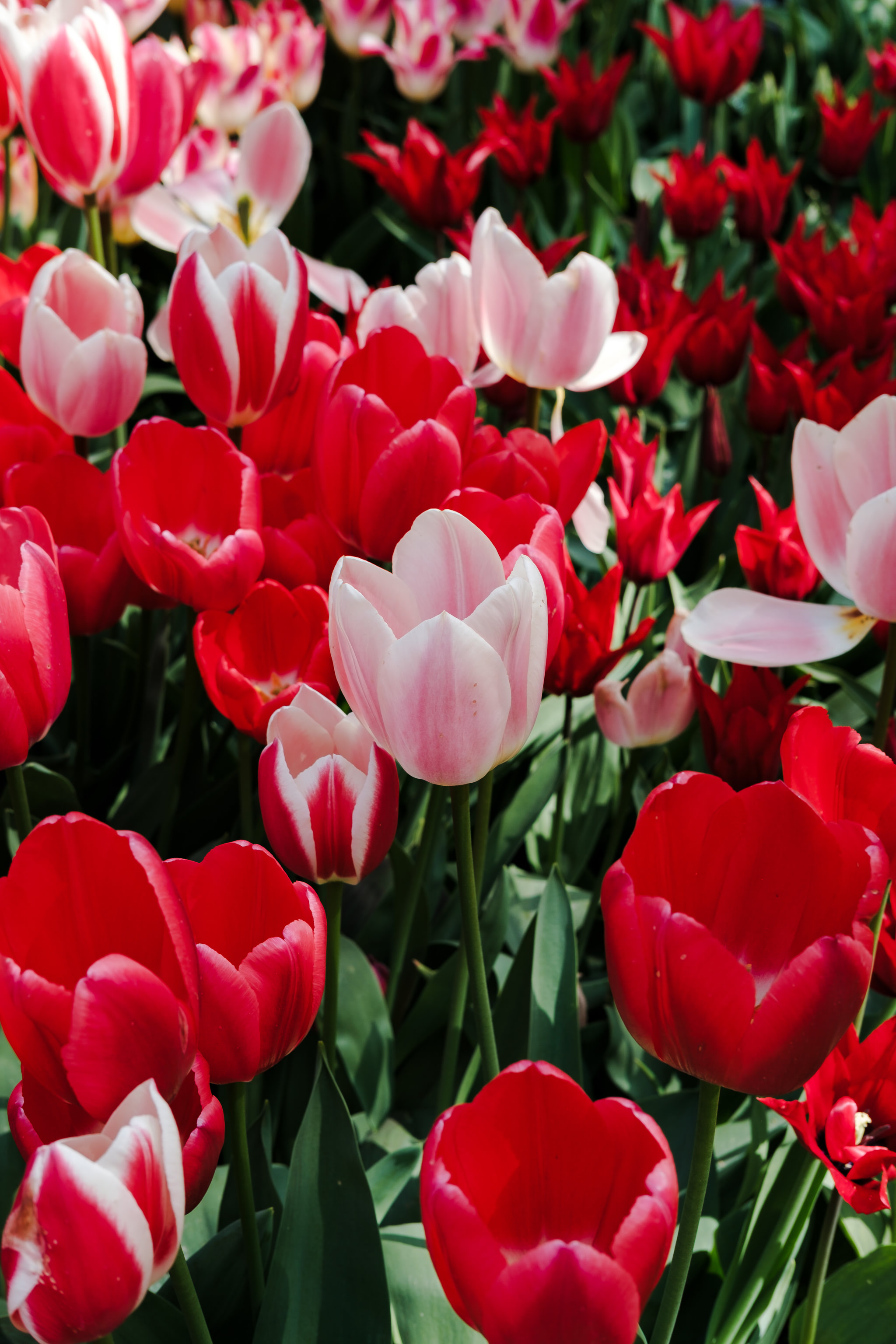 Field of red, pink, and red-and-white tulips.