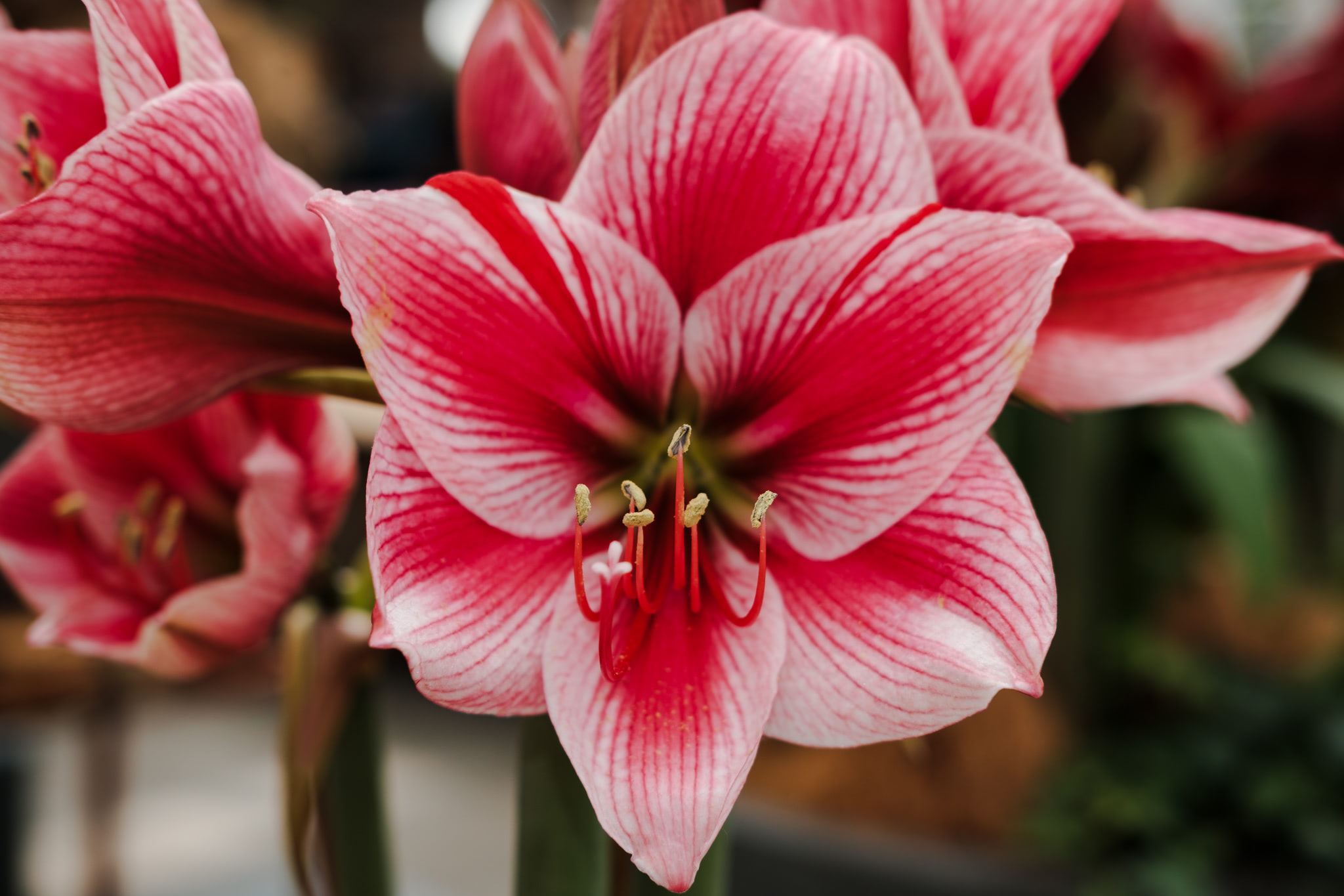 Close-up of red and white amaryllis flower.