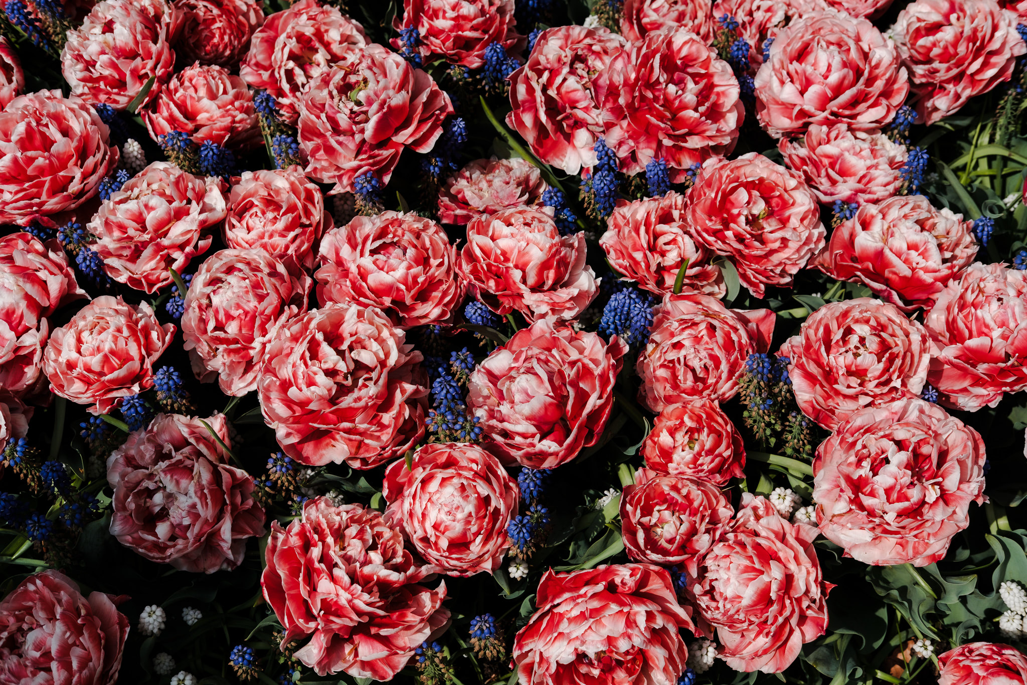 A dense bed of red and white tulips with blue muscari.