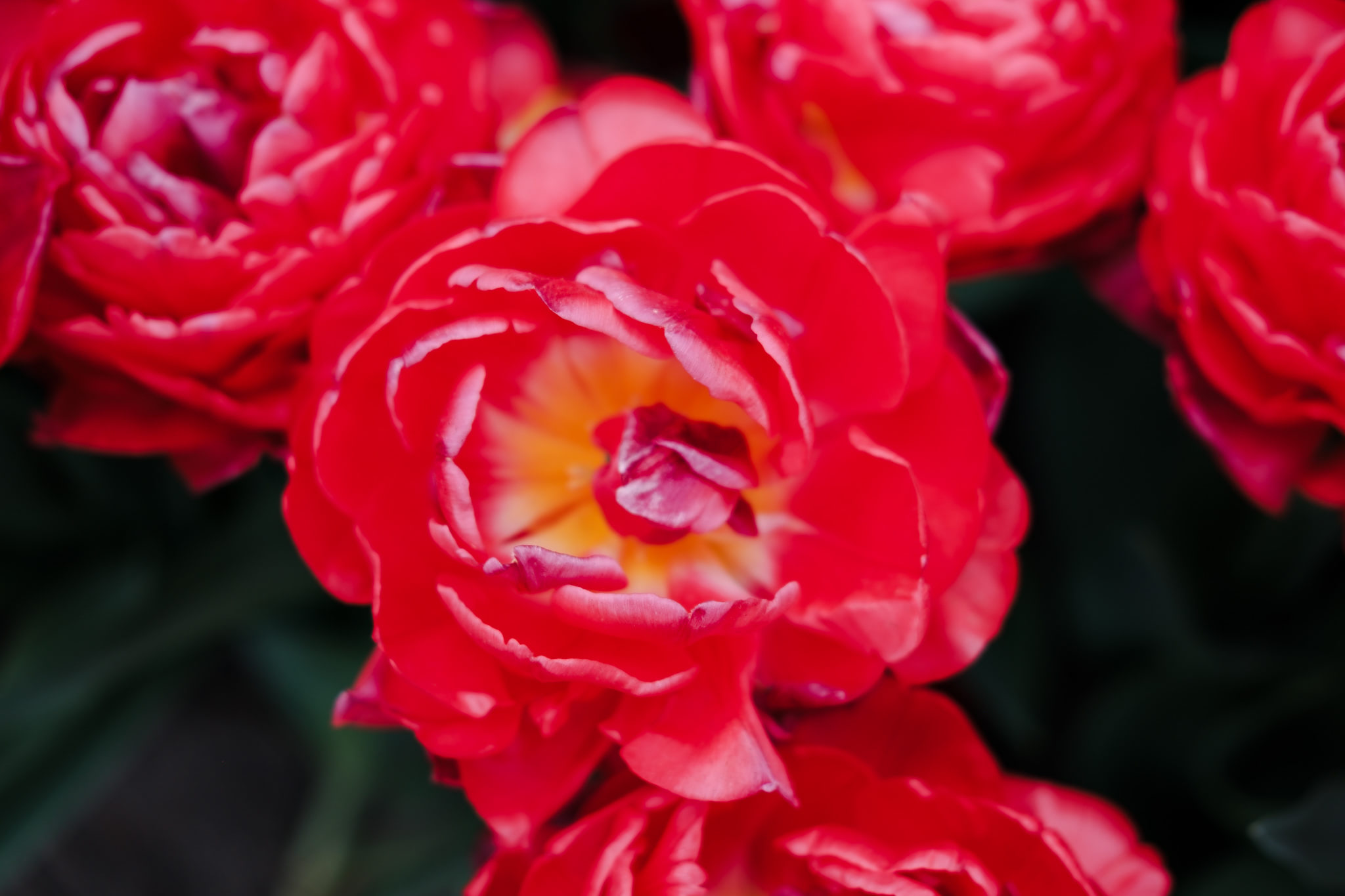 Close-up of vibrant red double tulips.