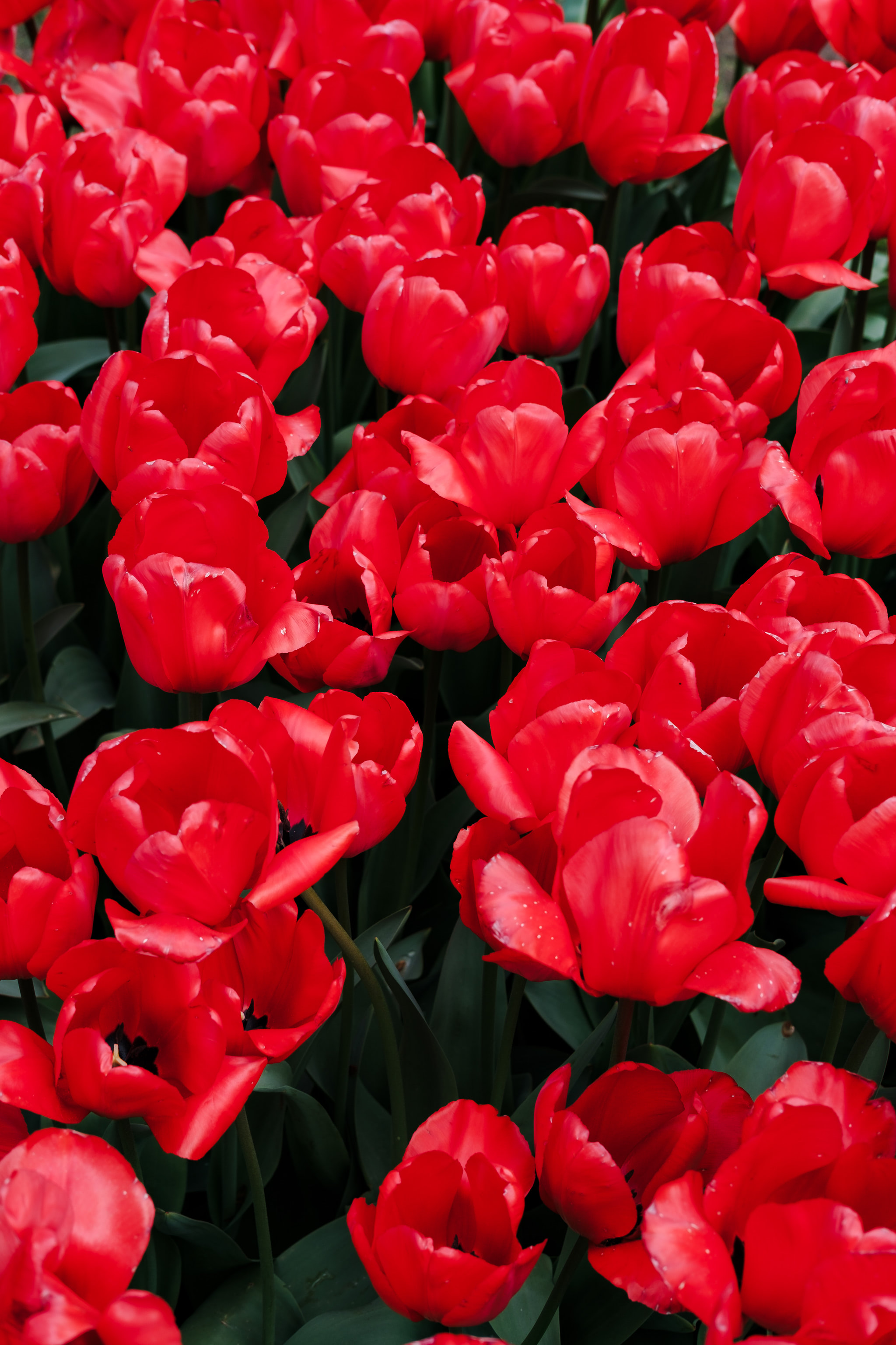 Field of bright red tulips.