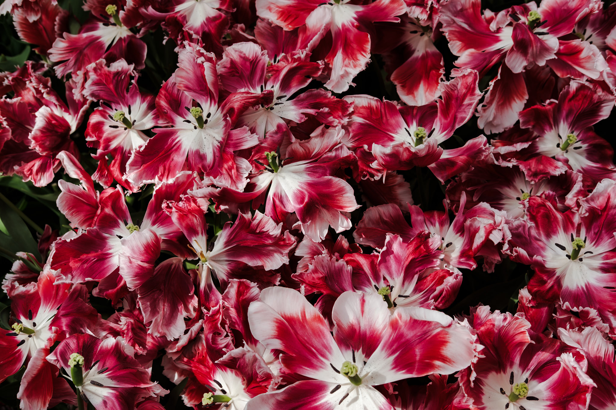 Overhead view of many red and white parrot tulips.