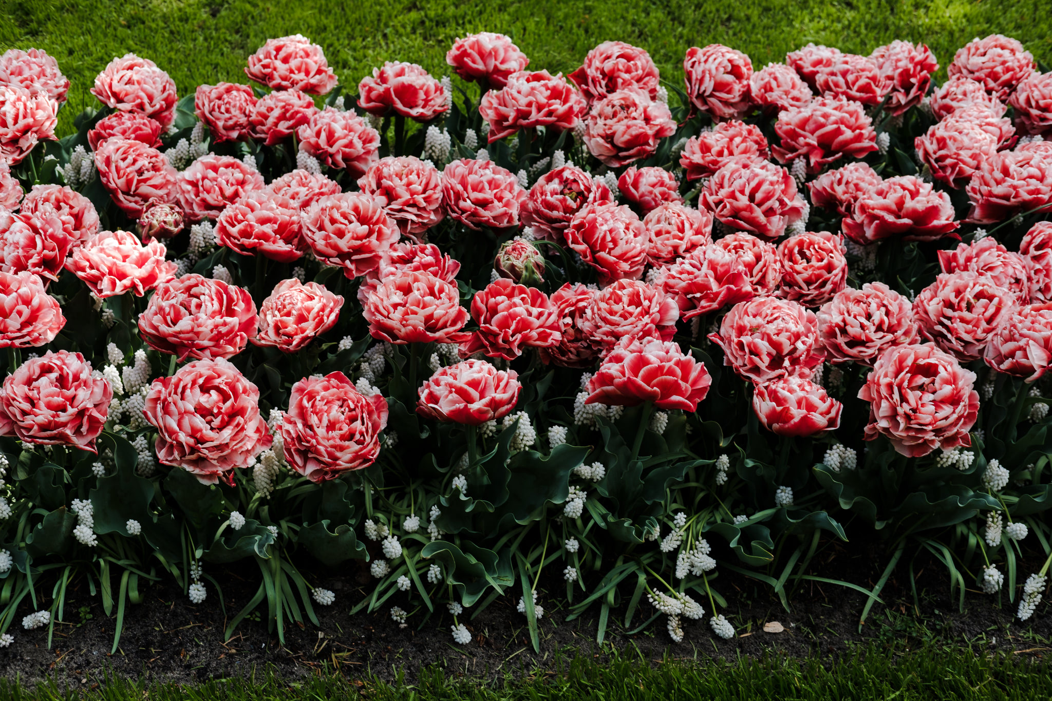 Bed of red and white tulips.
