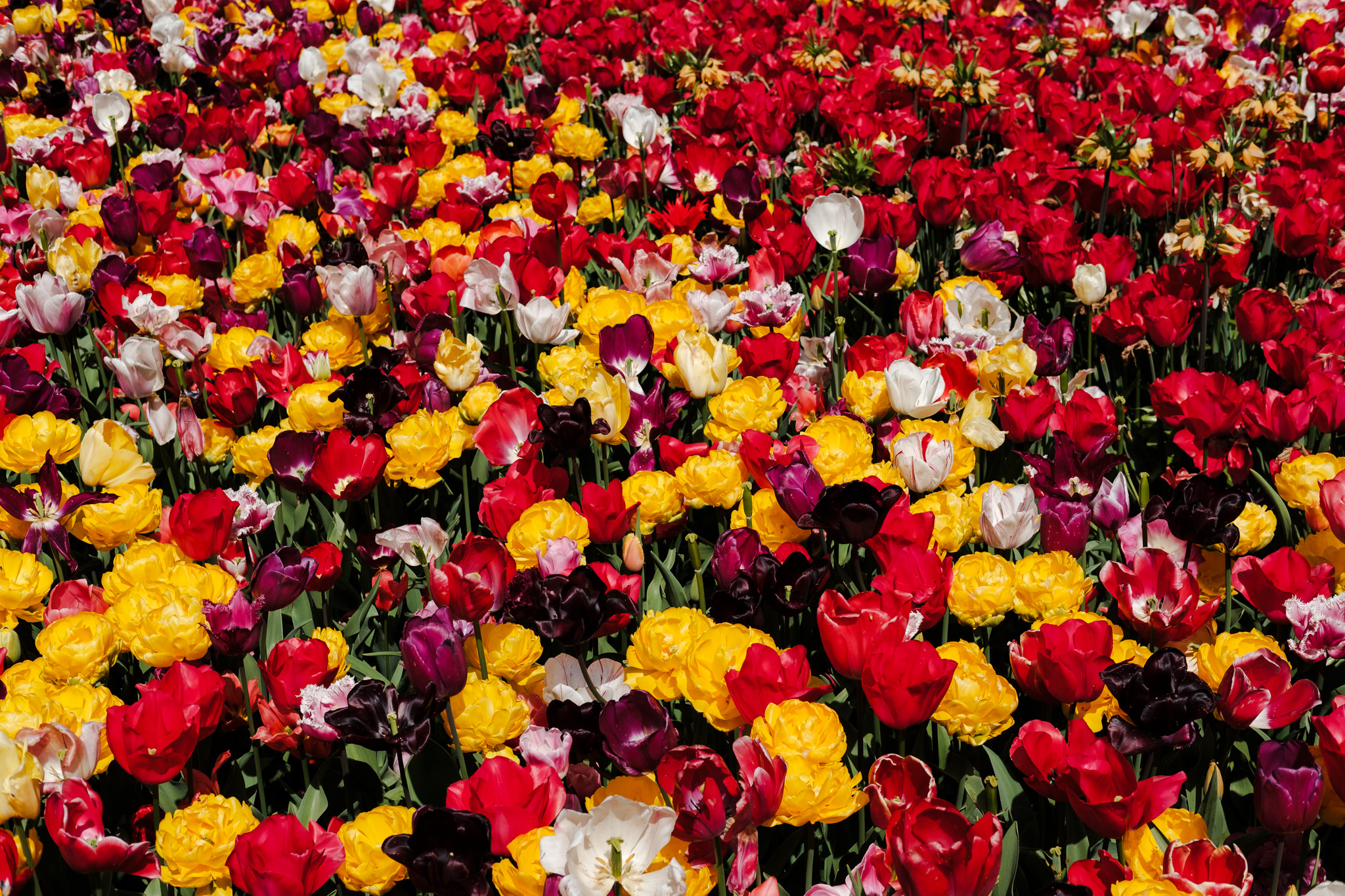 Close-up of a vibrant flower bed filled with colorful tulips in various shades of red, yellow, purple, and white.