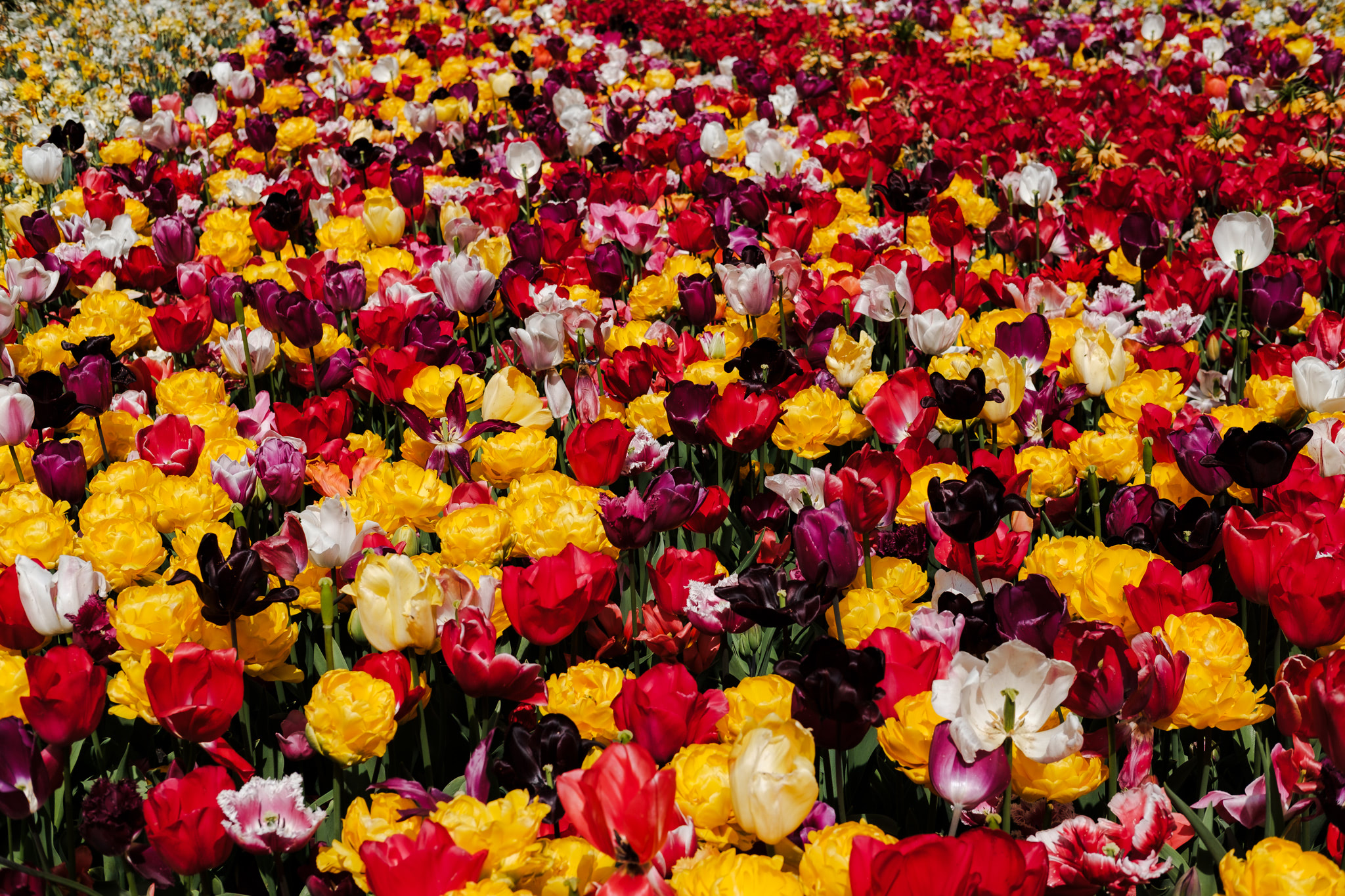 Field of red, yellow, and purple tulips.