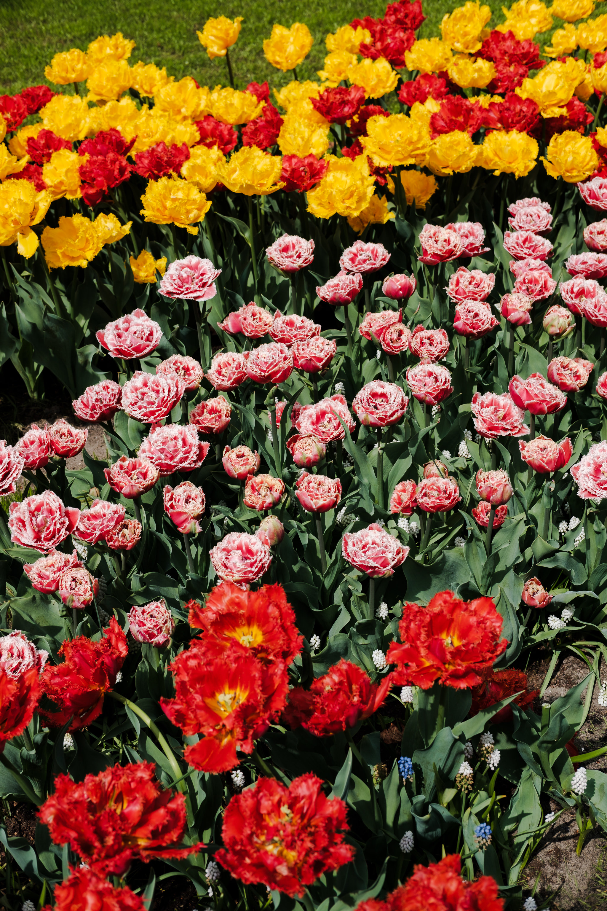 Flowerbed of yellow and red tulips.